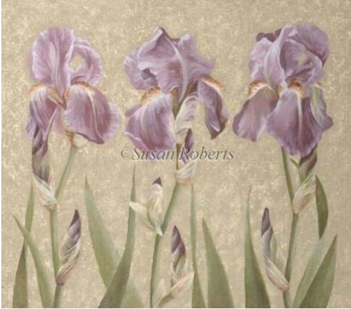 78 - TTAP472 Iris Garden.jpg
