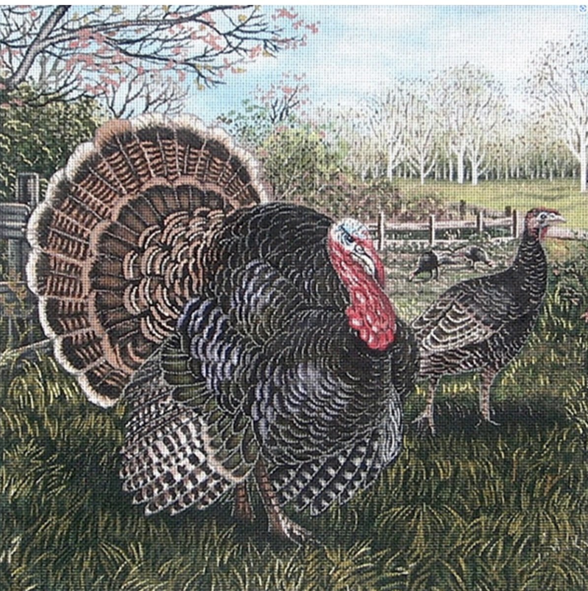 78 - LGDP505 -TURKEYS.jpg