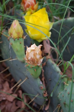 cactustoo.jpg