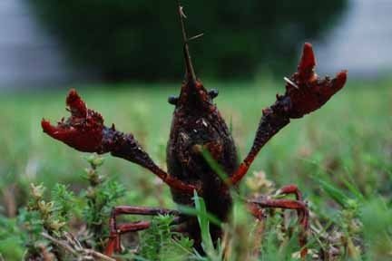mudbug.jpg