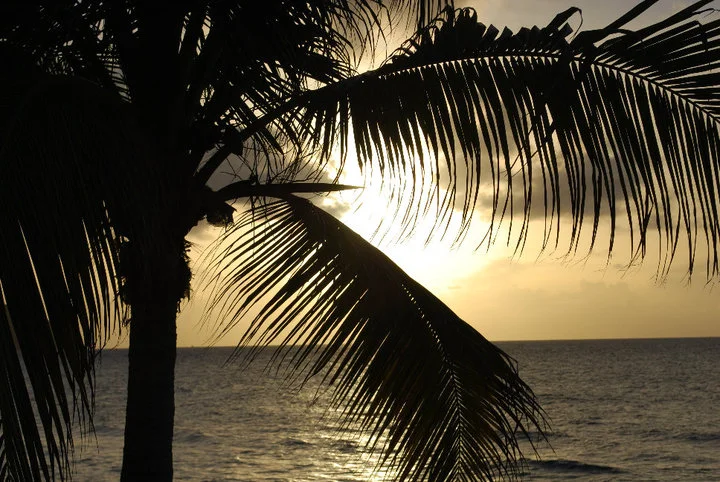 stcroixpalm.jpg