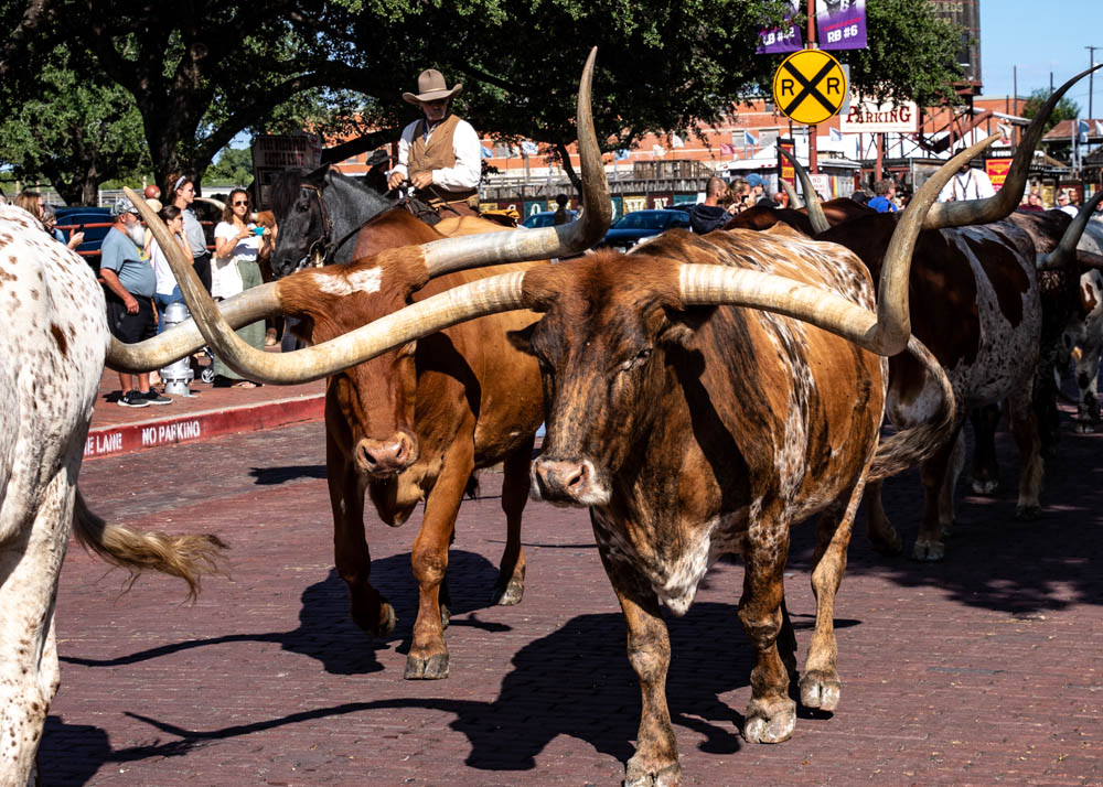 232 -2018 Texas Trip.jpg