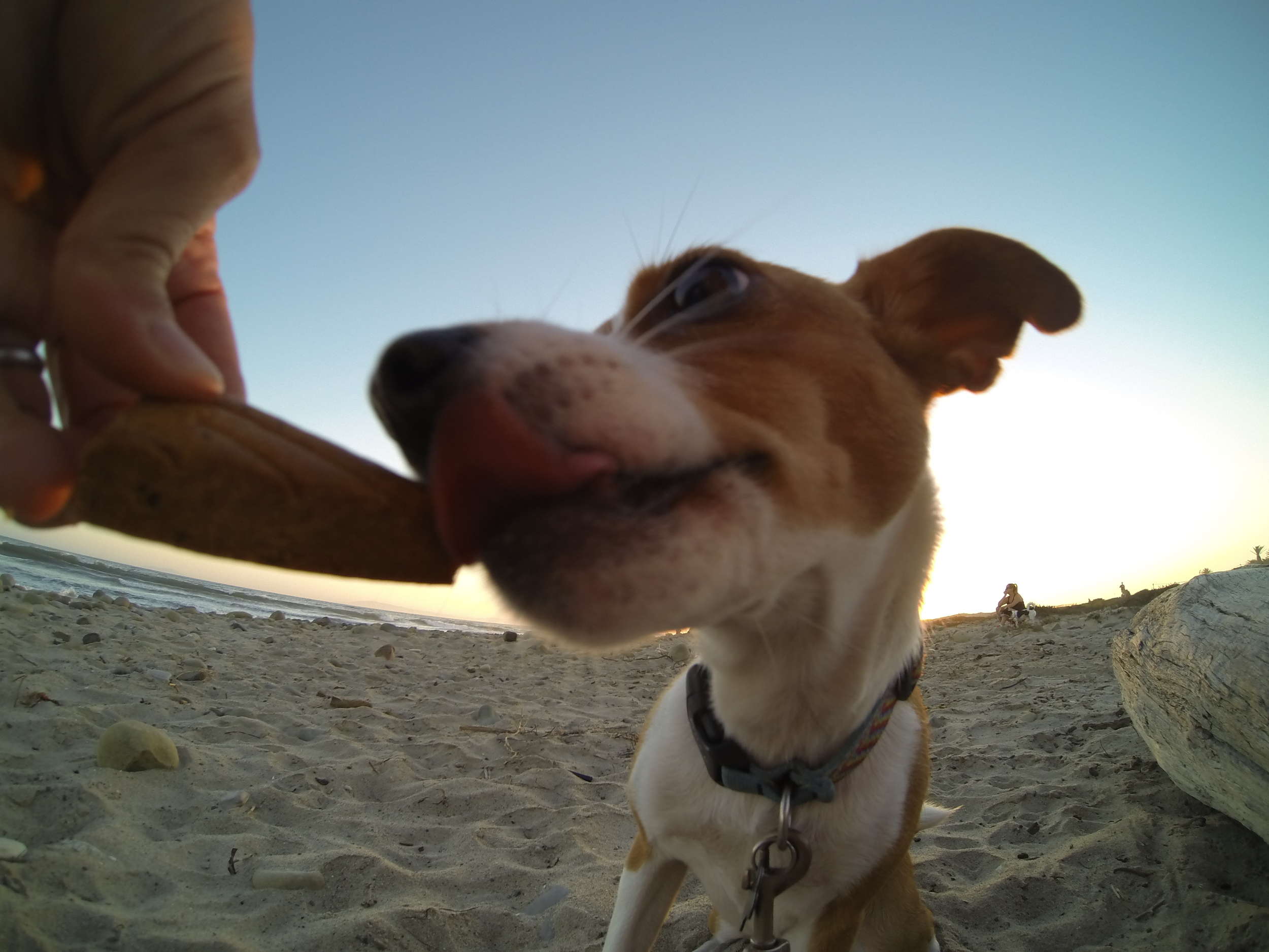 Betty enjoying her Bacon TurboPUP bar!
