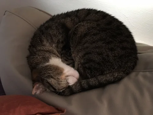My couch buddy every.single.day!