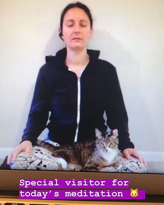 Special visitor for today's meditation class with Shira! 😸 Join us every Friday at 12-12:30pm! Sign up at soulflyte.com/schedule 🐈