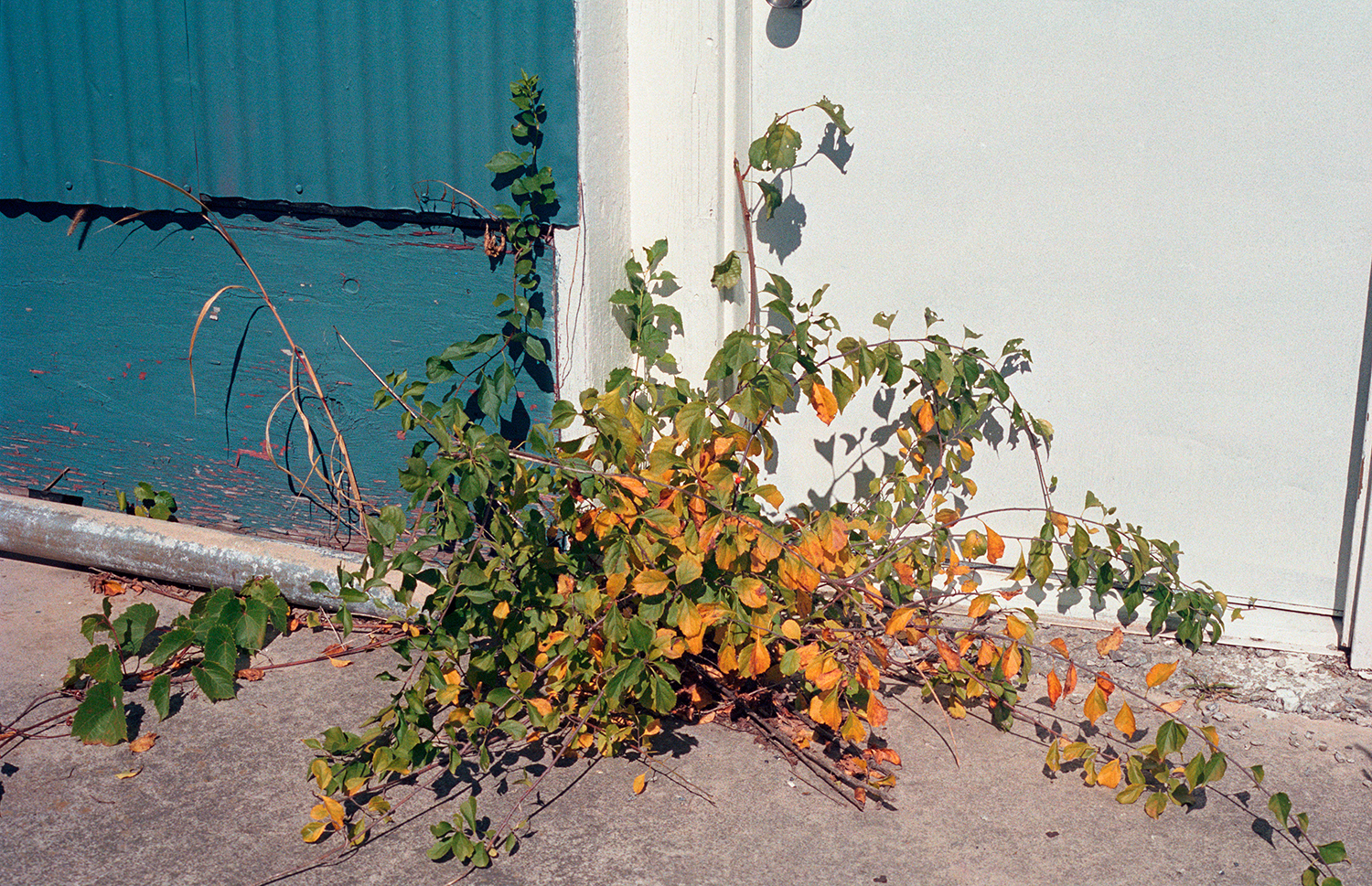kmarkroll6-14WEB.jpg