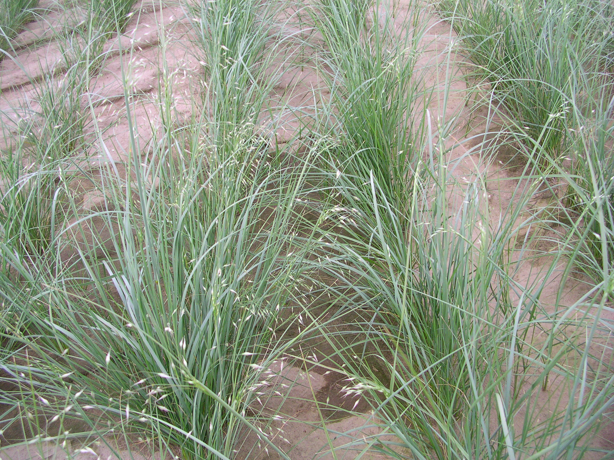 Indian ricegrass.JPG