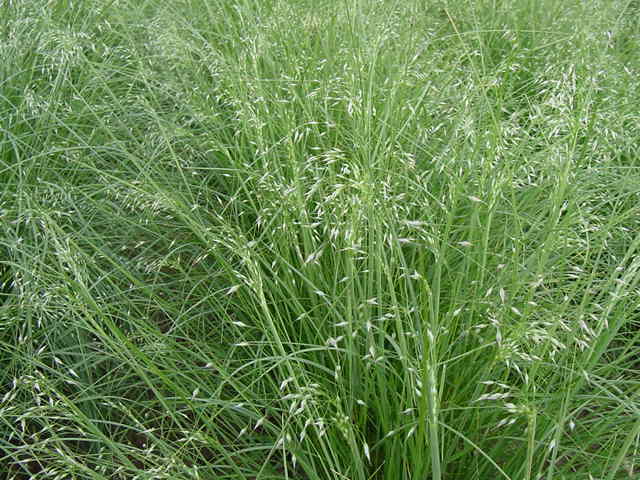 Rimrock Indian Ricegrass (2).jpg