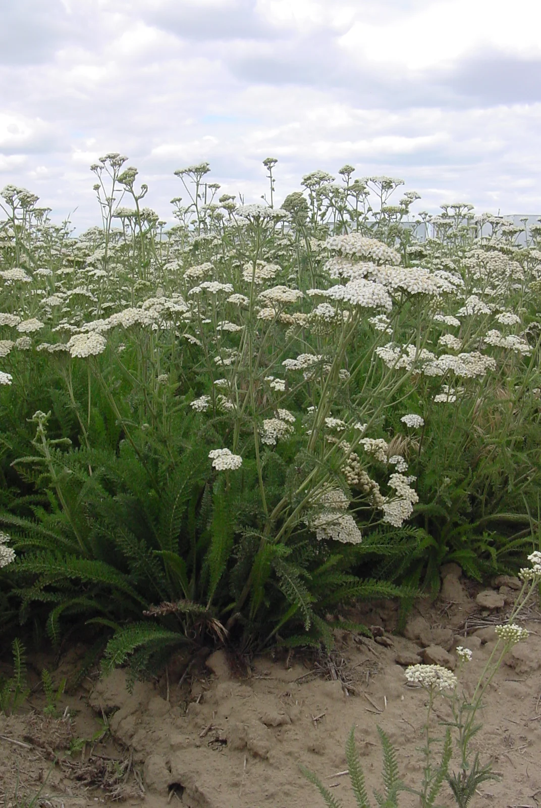 L&H Seeds Pacific Northwest Native Seed