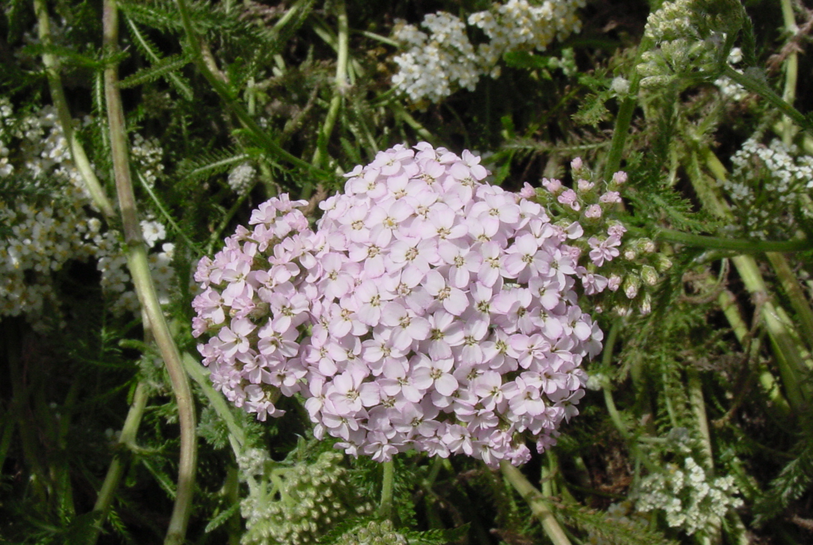 L&H Seeds Pacific Northwest Native Seed