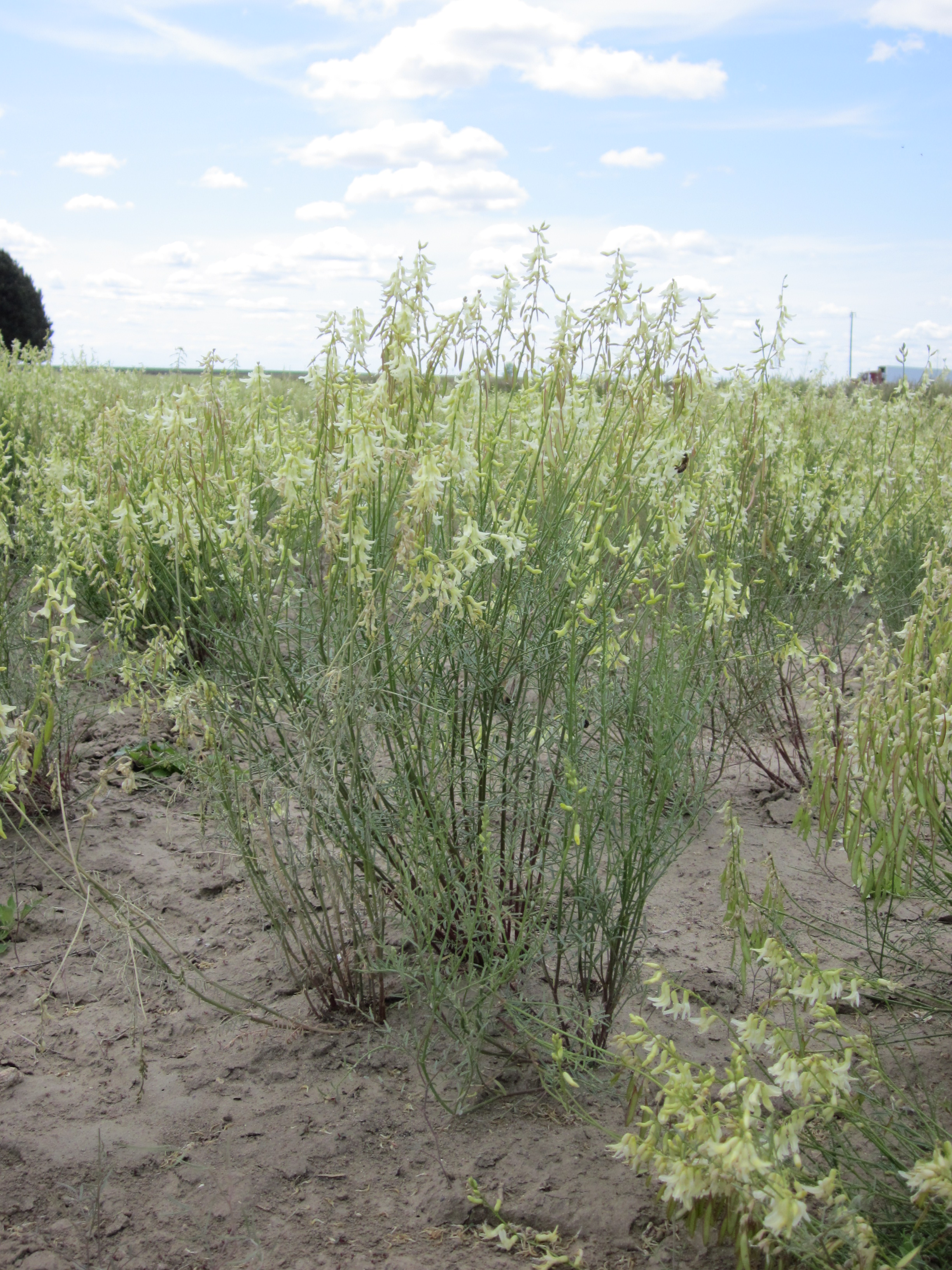 Dry River Basalt Milkvetch 1.JPG