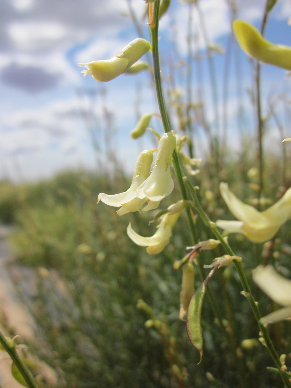 NBR-1 Basalt Milkvetch.JPG