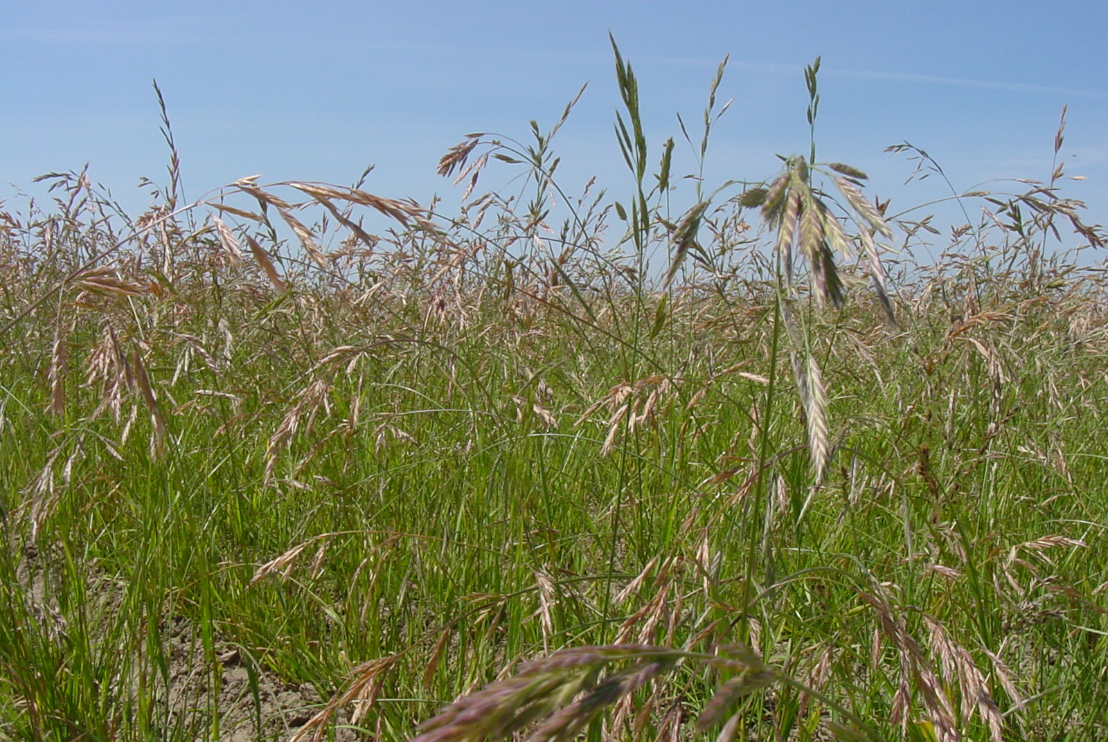 Bromar Mountain Brome.JPG