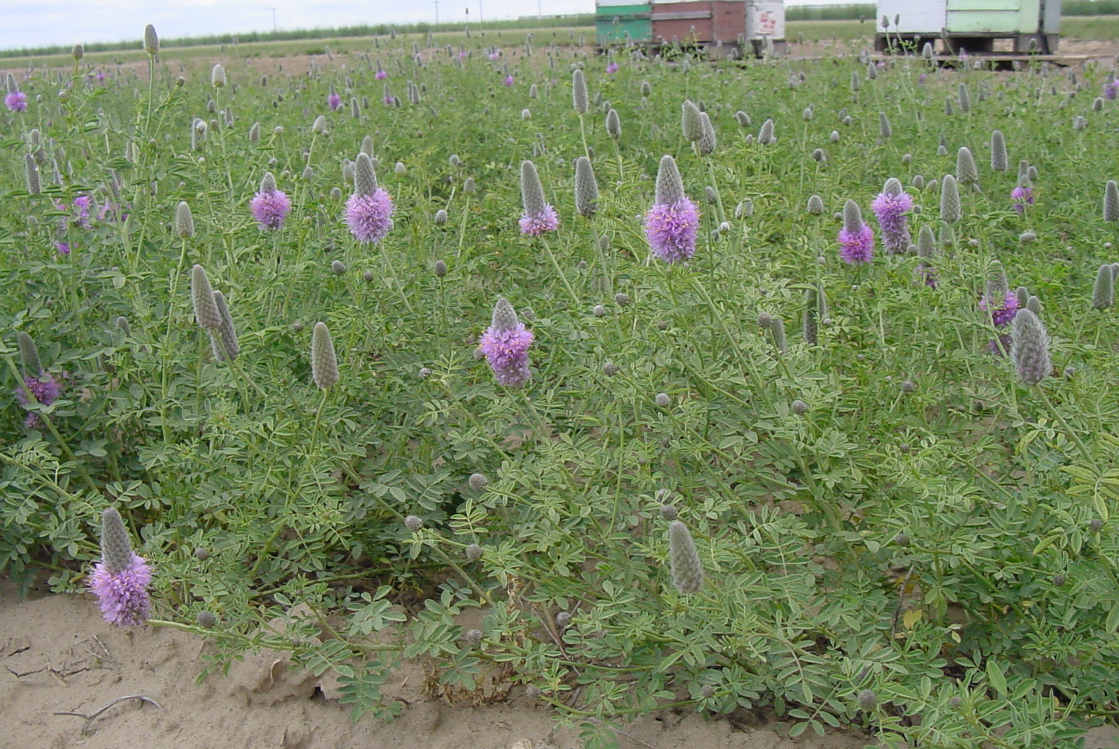 Aridlands Western Prairie clover (2).JPG