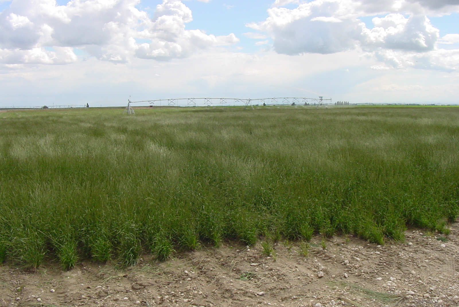 Union Flat Blue Wildrye Elymus glaucus.JPG