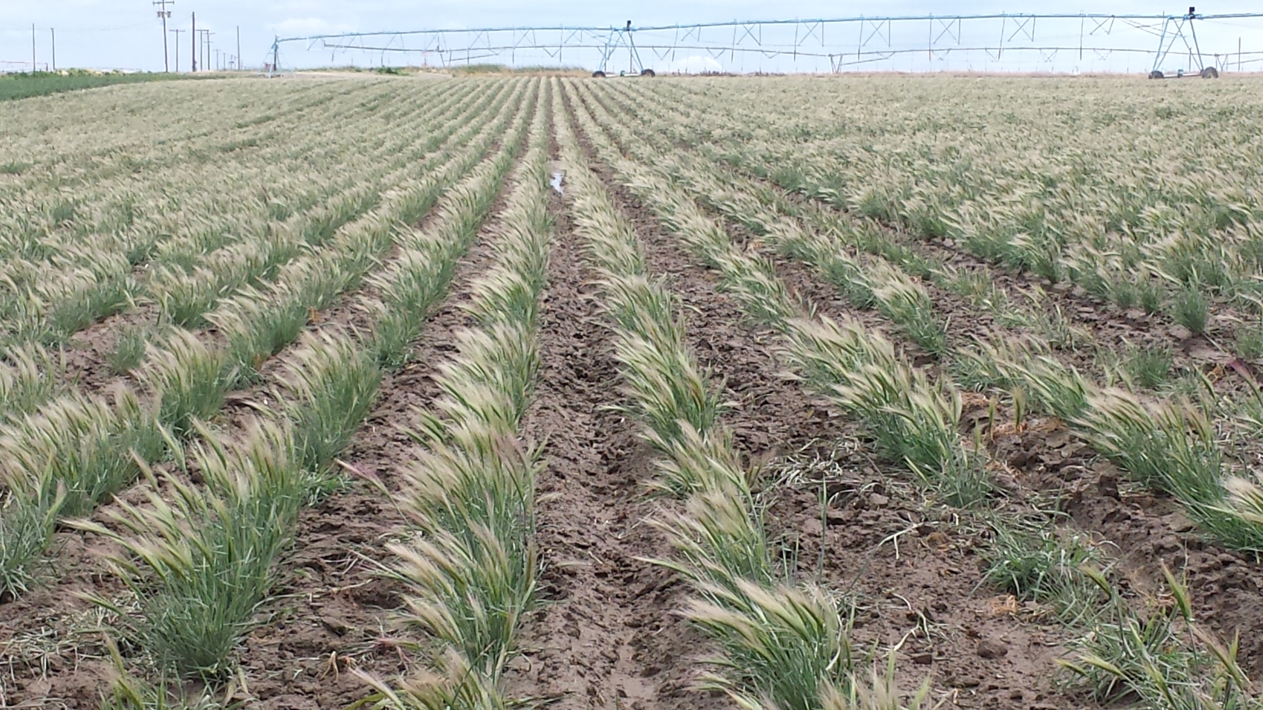 Boardman Big Squirreltail Elymus multisetus.jpg