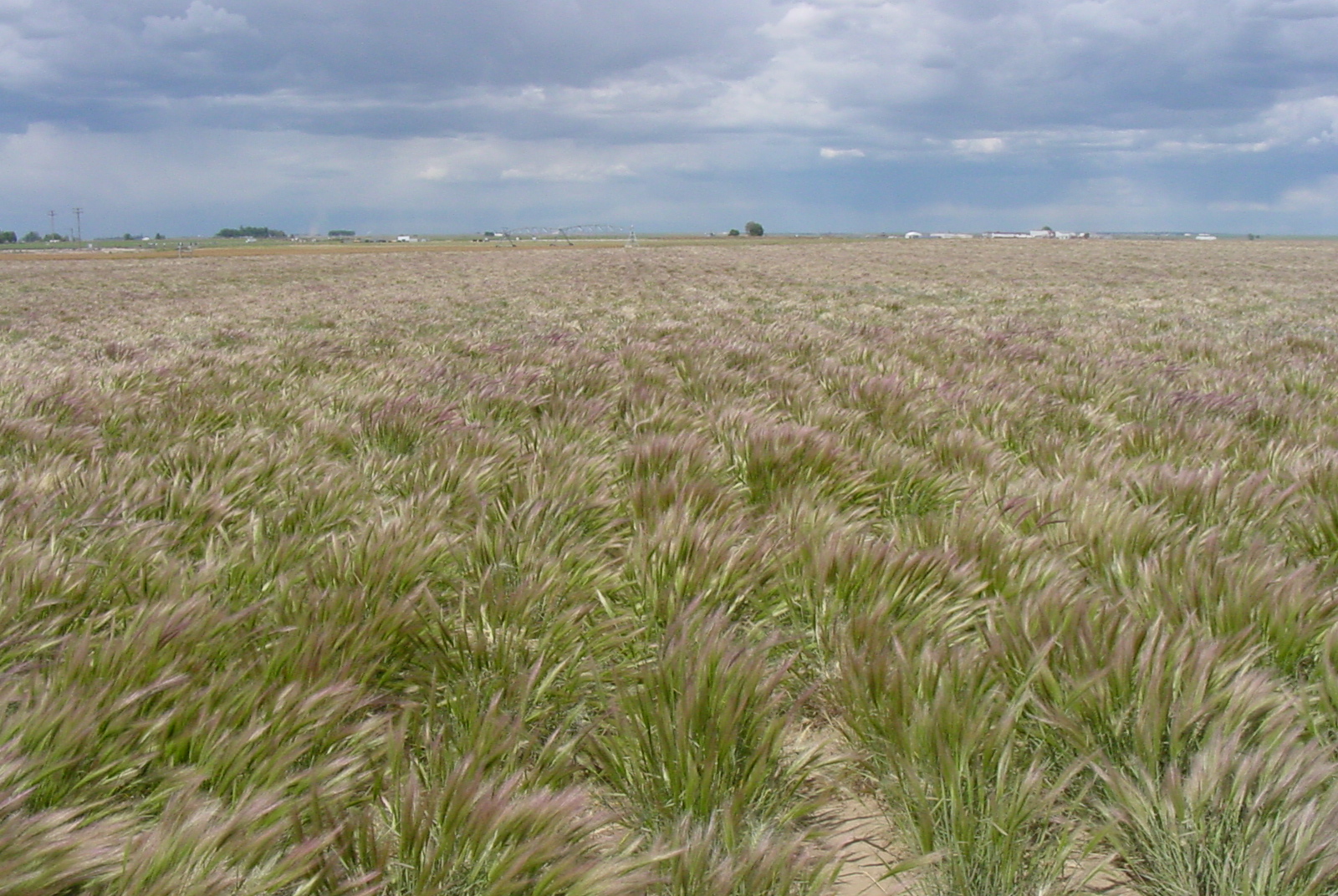 Boardman Big Squirreltail Elymus multisetus (2).JPG