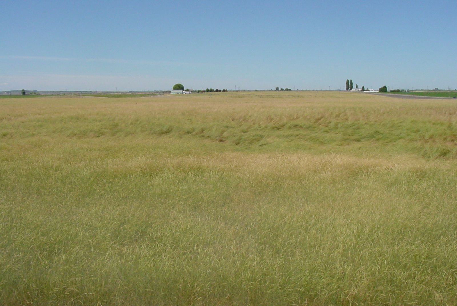 Secar Snake River Bluebunch Wheatgrass.JPG