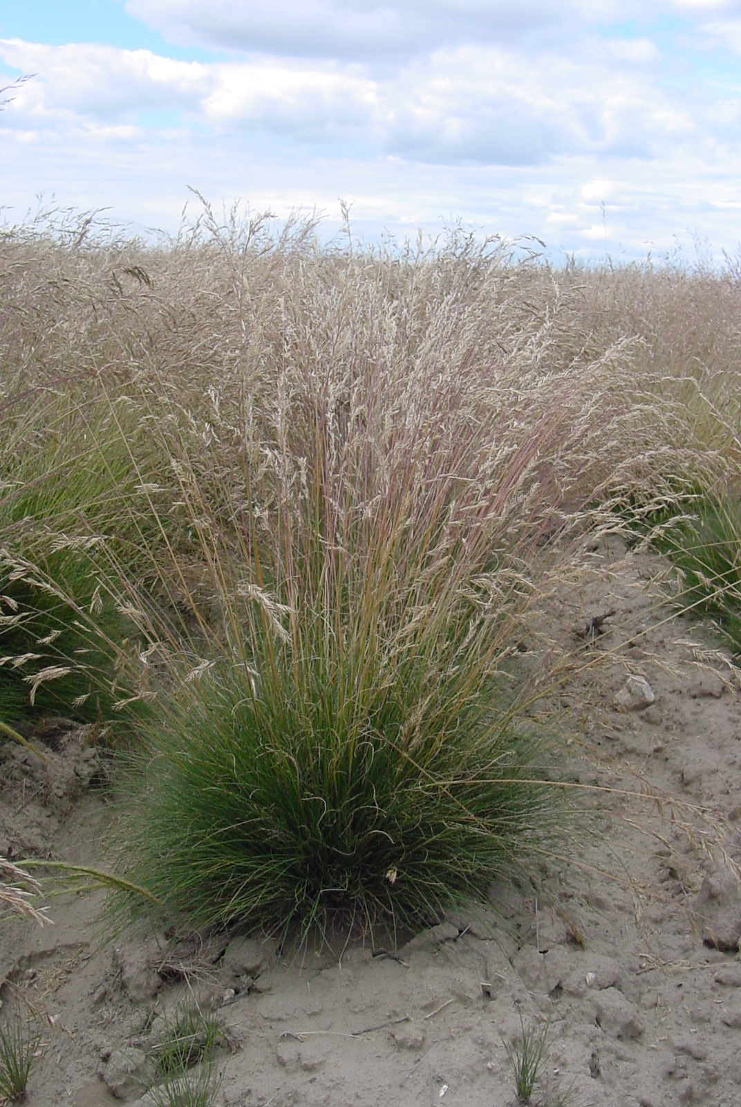 Deschutes Basin Idaho Fescue.JPG