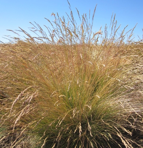 Covar Sheep Fescue - Summer.JPG