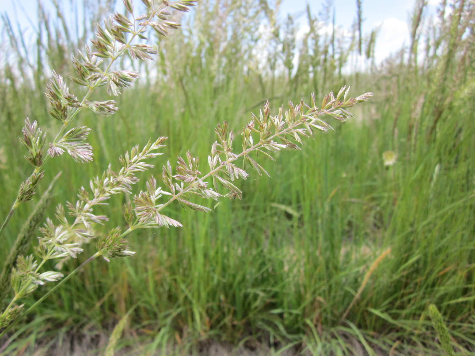 Umatilla Prairie Junegrass Koeleria macrantha.JPG