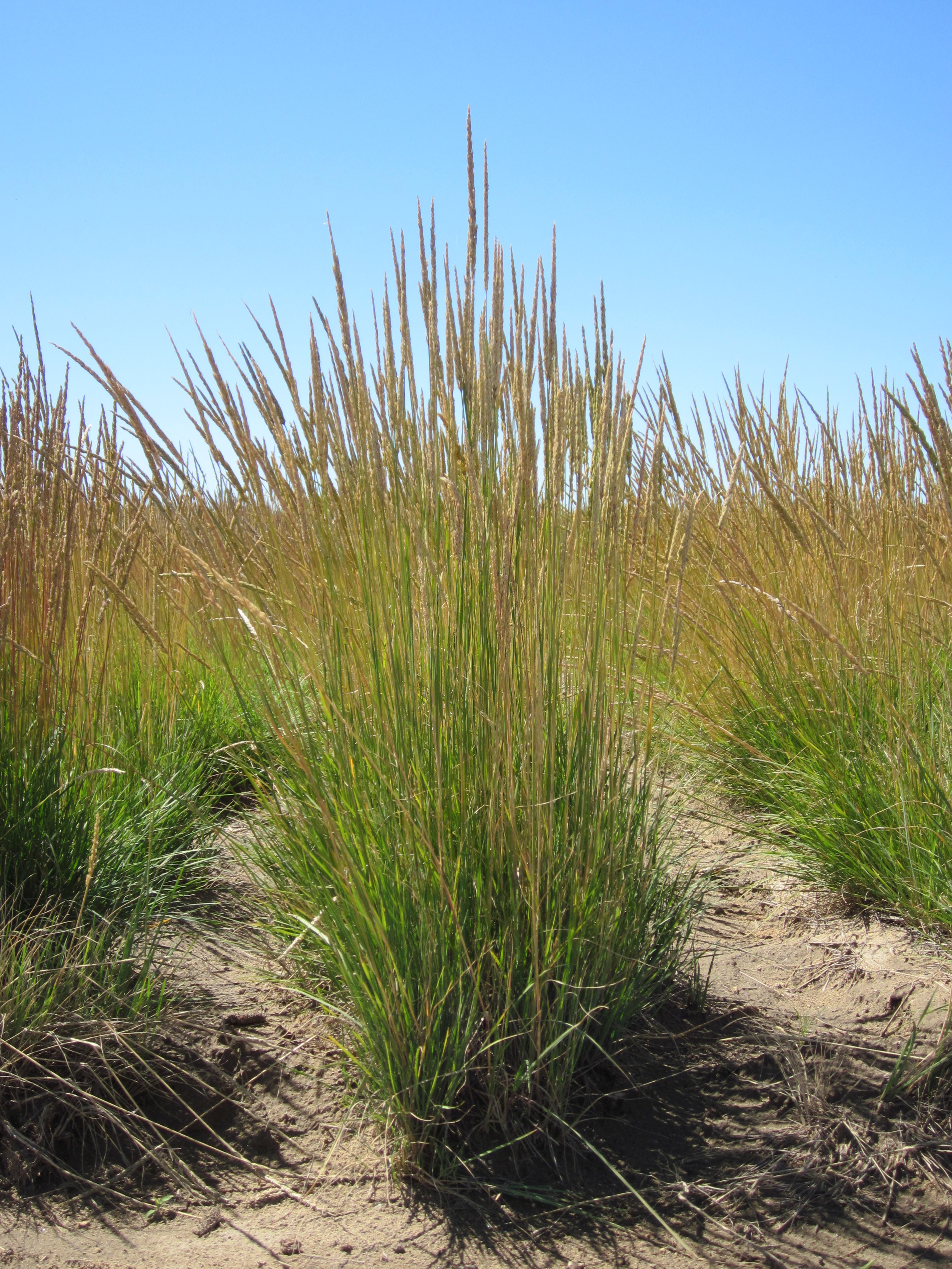 Sims Mesa Prairie Junegrass Koeleria macrantha (2).JPG