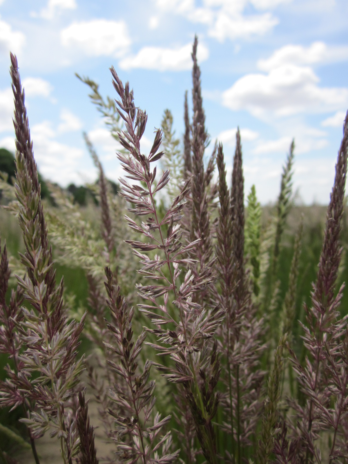 Umatilla Prairie Junegrass Koeleria macrantha (3).JPG