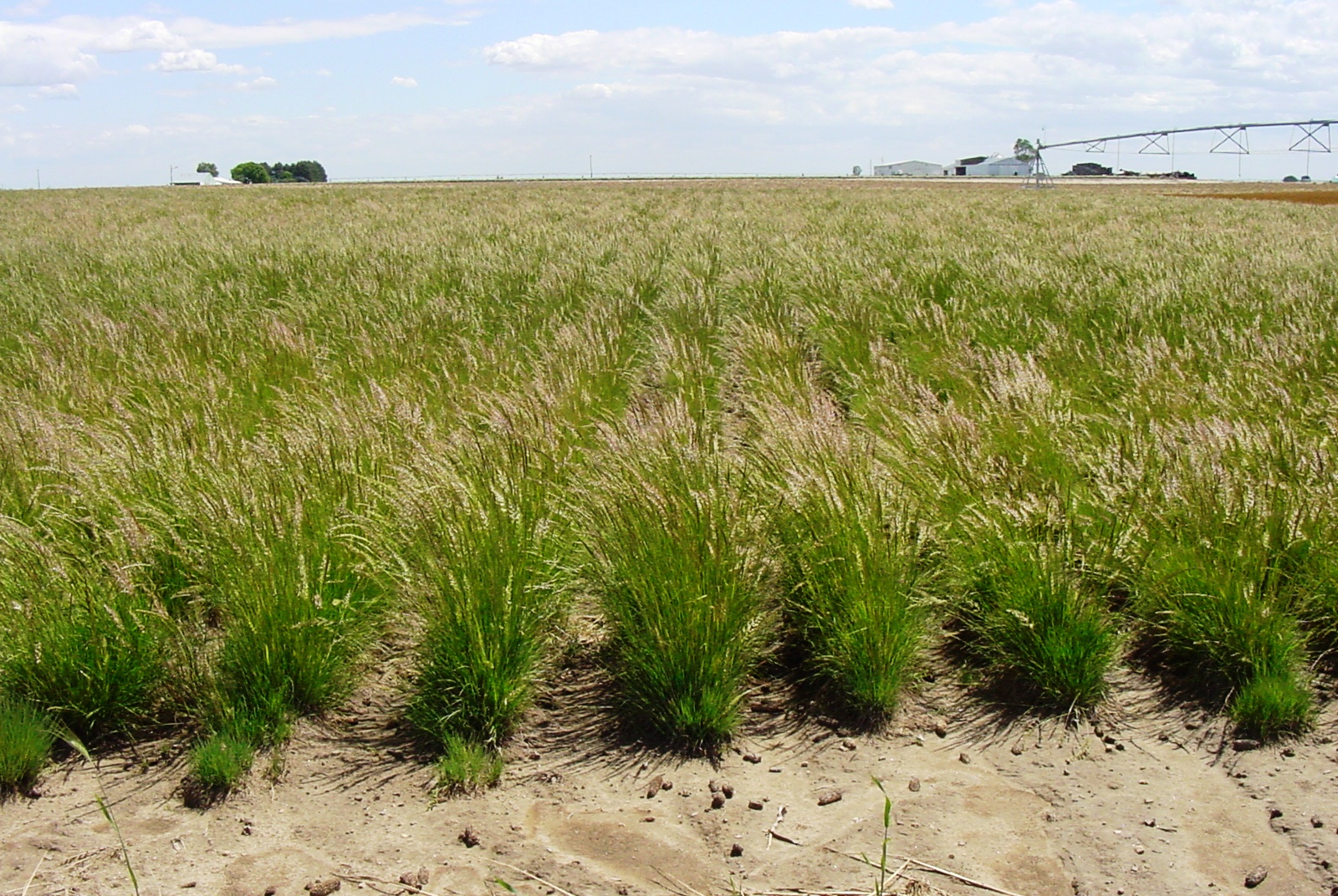 Sims Mesa Prairie Junegrass Koeleria macrantha.JPG