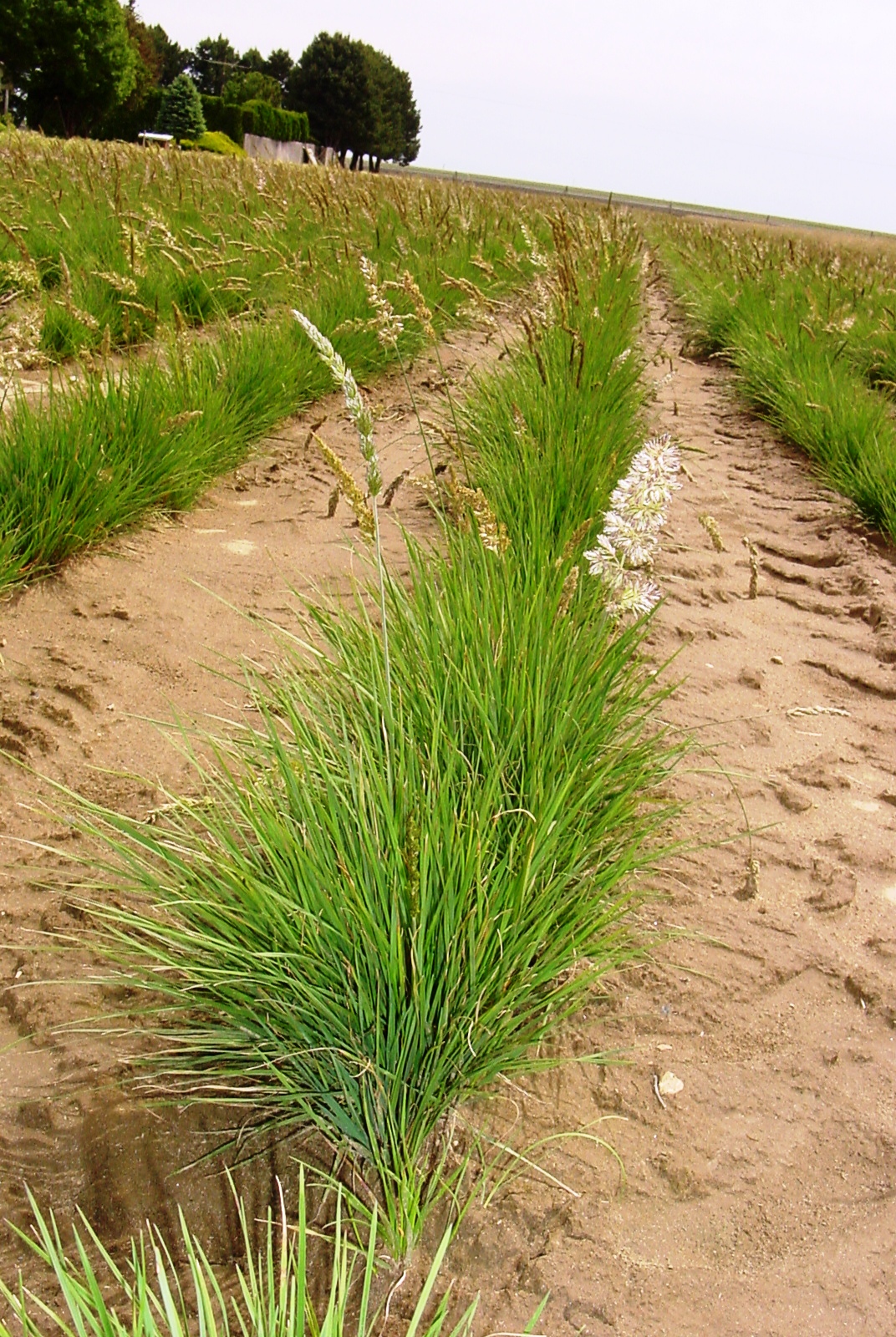 Junegrass \u2013 Prairie bulk wholesale seeds for planting Koeleria cristata