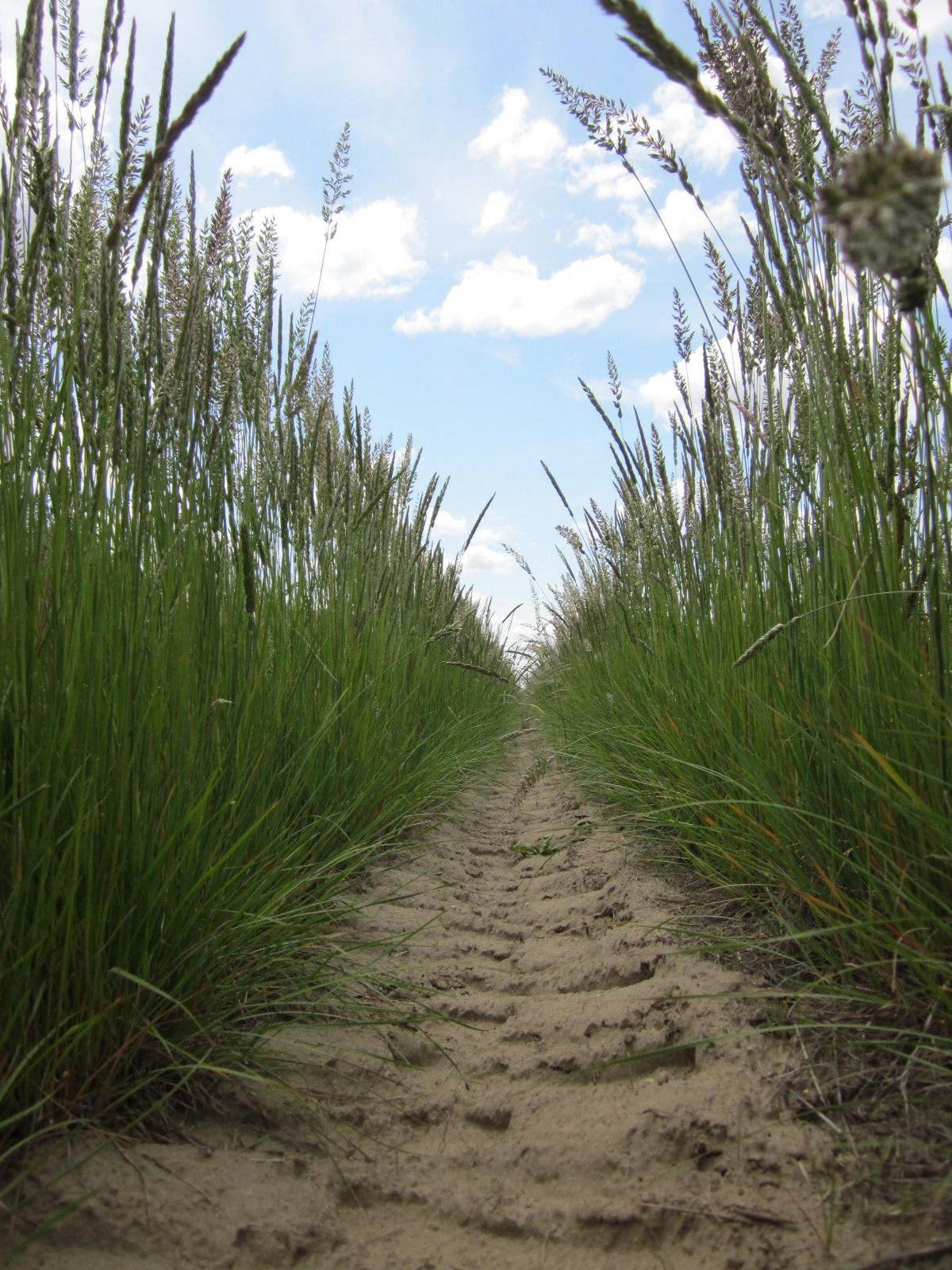 Umatilla Prairie Junegrass Koeleria macrantha (4).JPG