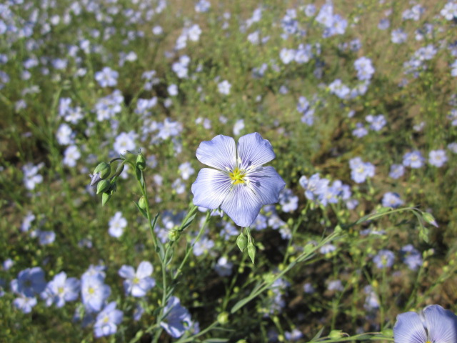 Columbia Blue Flax Linum lewisii.JPG