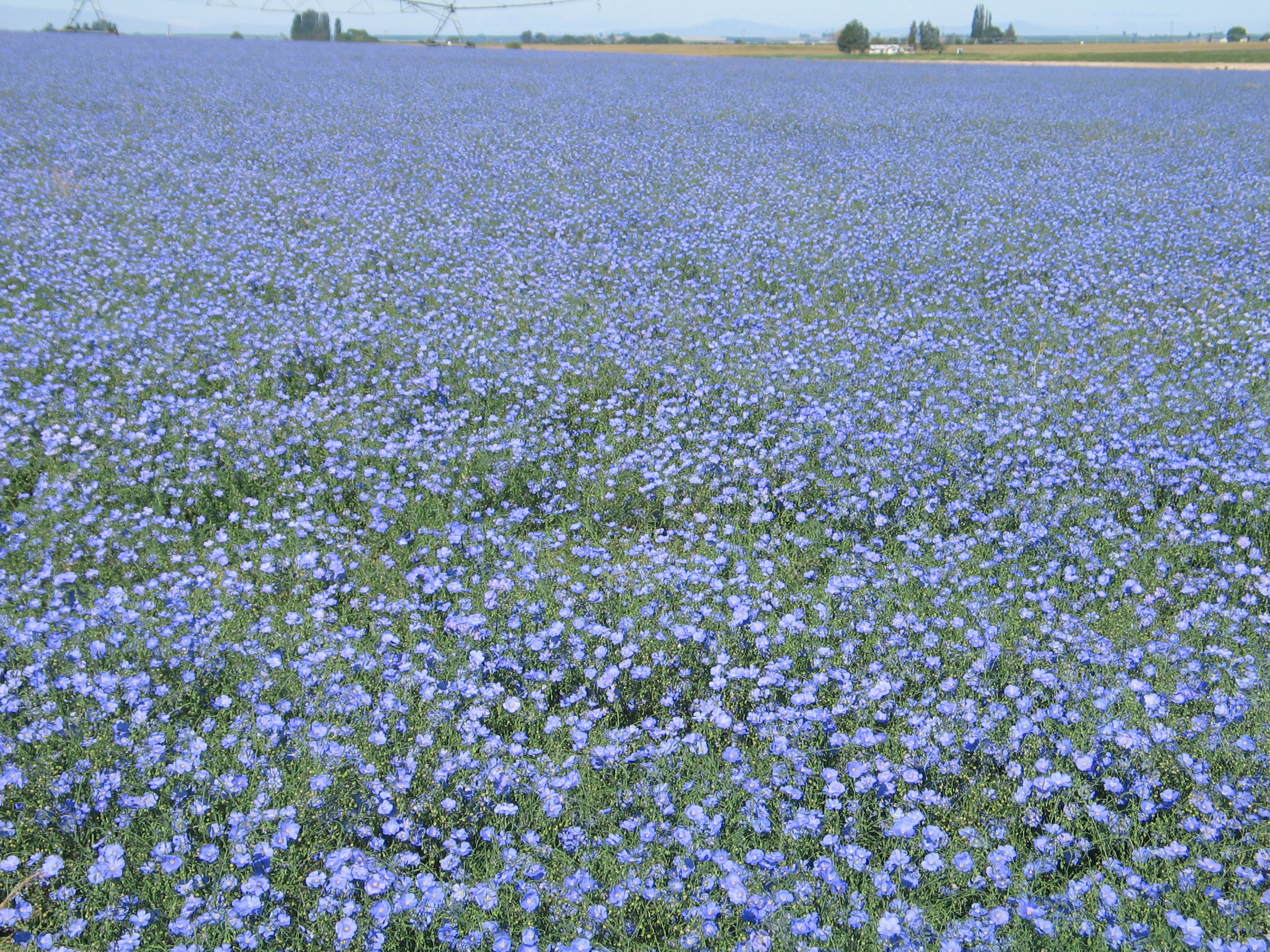 Appar Blue flax Linum perenne (2).JPG