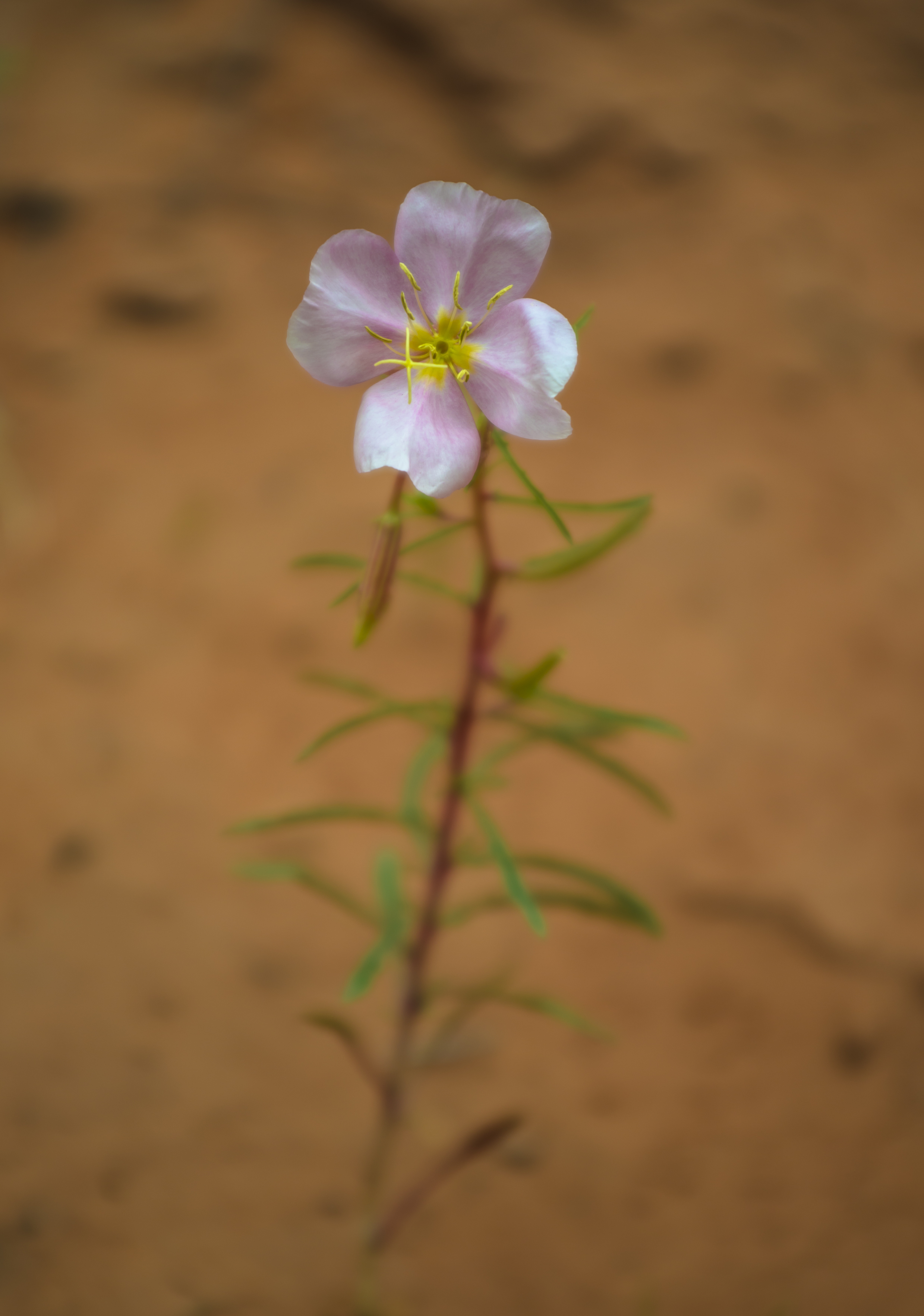 Oenothera pallida (Pale evening primrose) (2).jpg