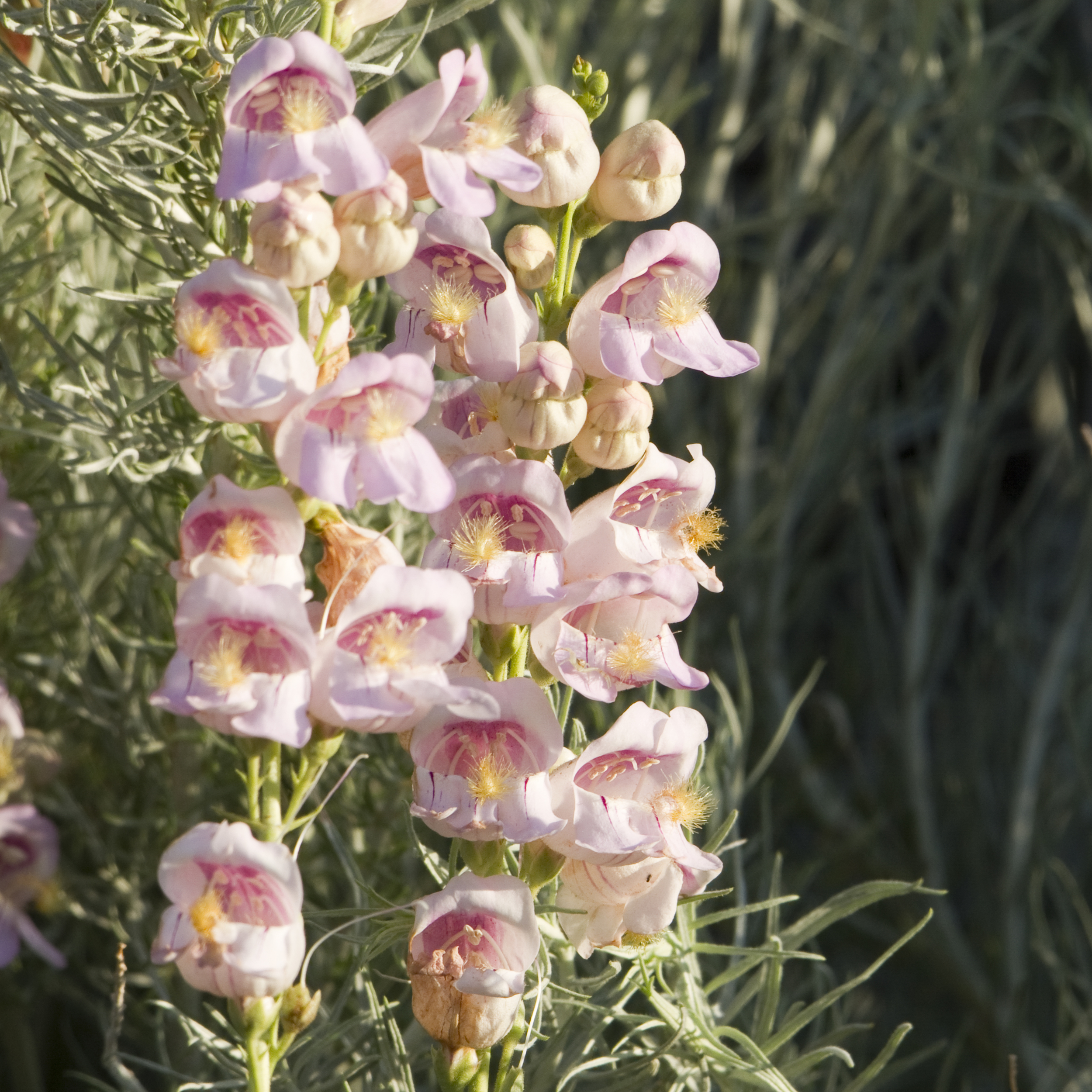 Palmer penstemon (Penstemon palmeri) (2).jpg