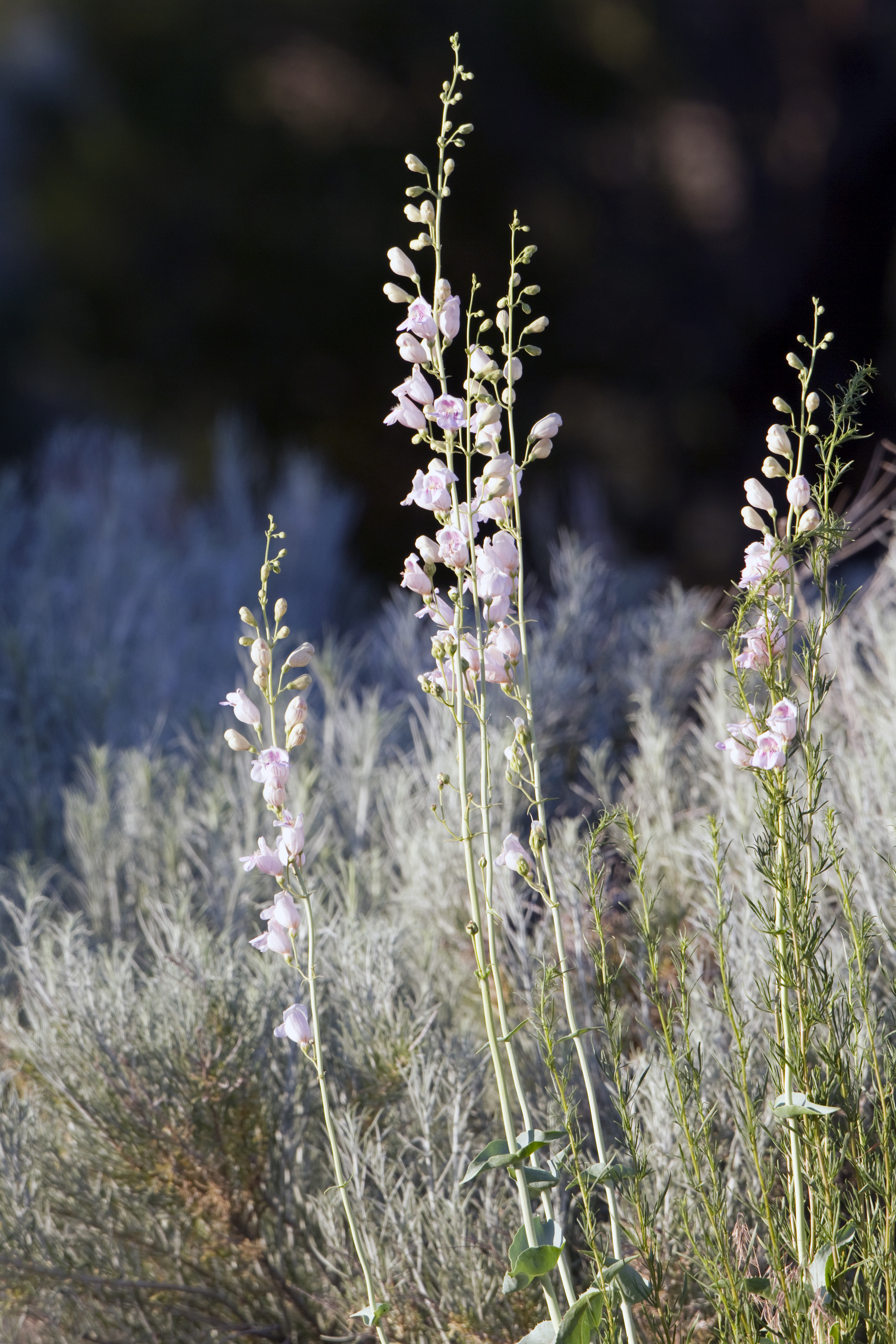 Palmer penstemon (Penstemon palmeri) (3).jpg