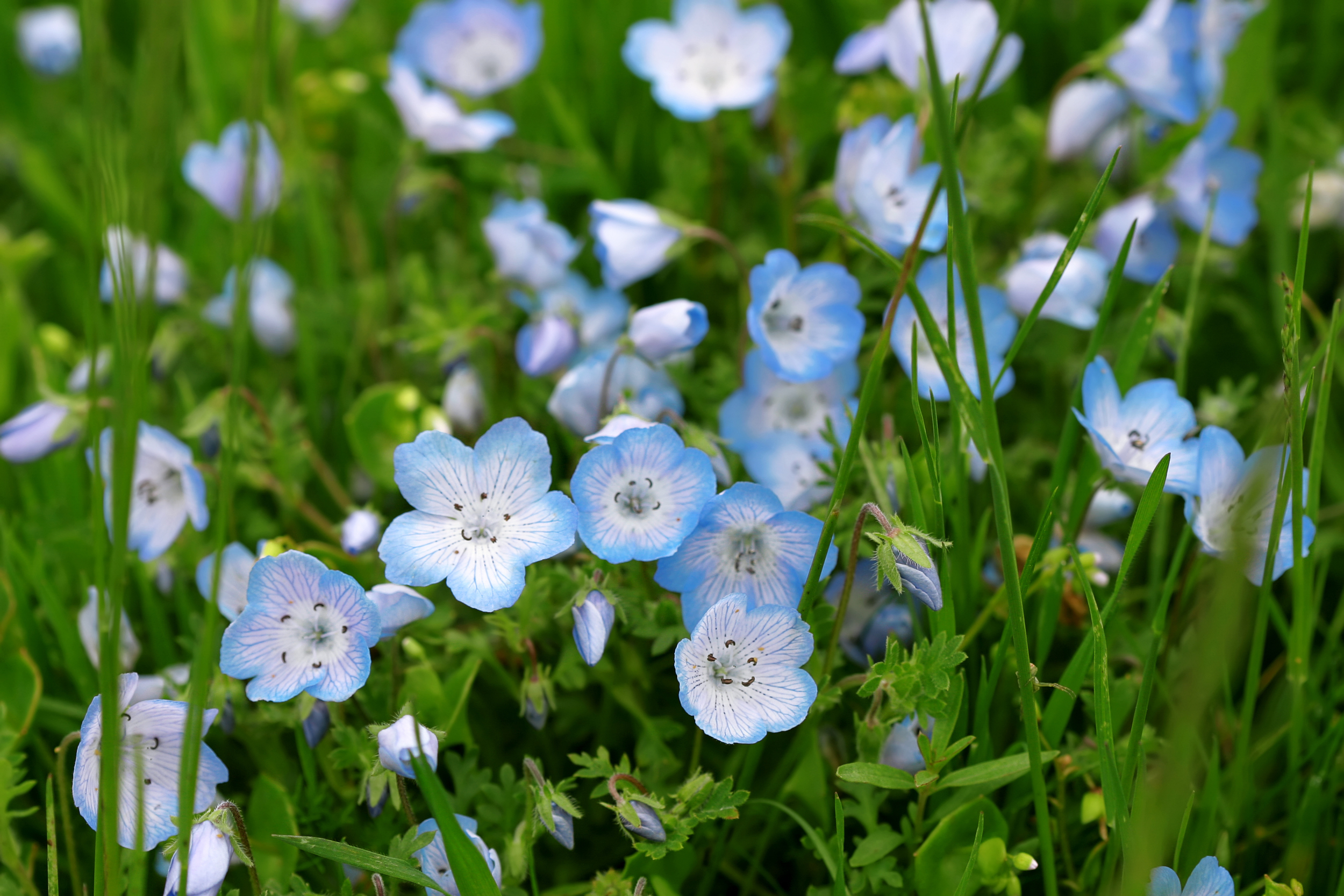 Baby blue eyes (Nemophila menziesii).jpg