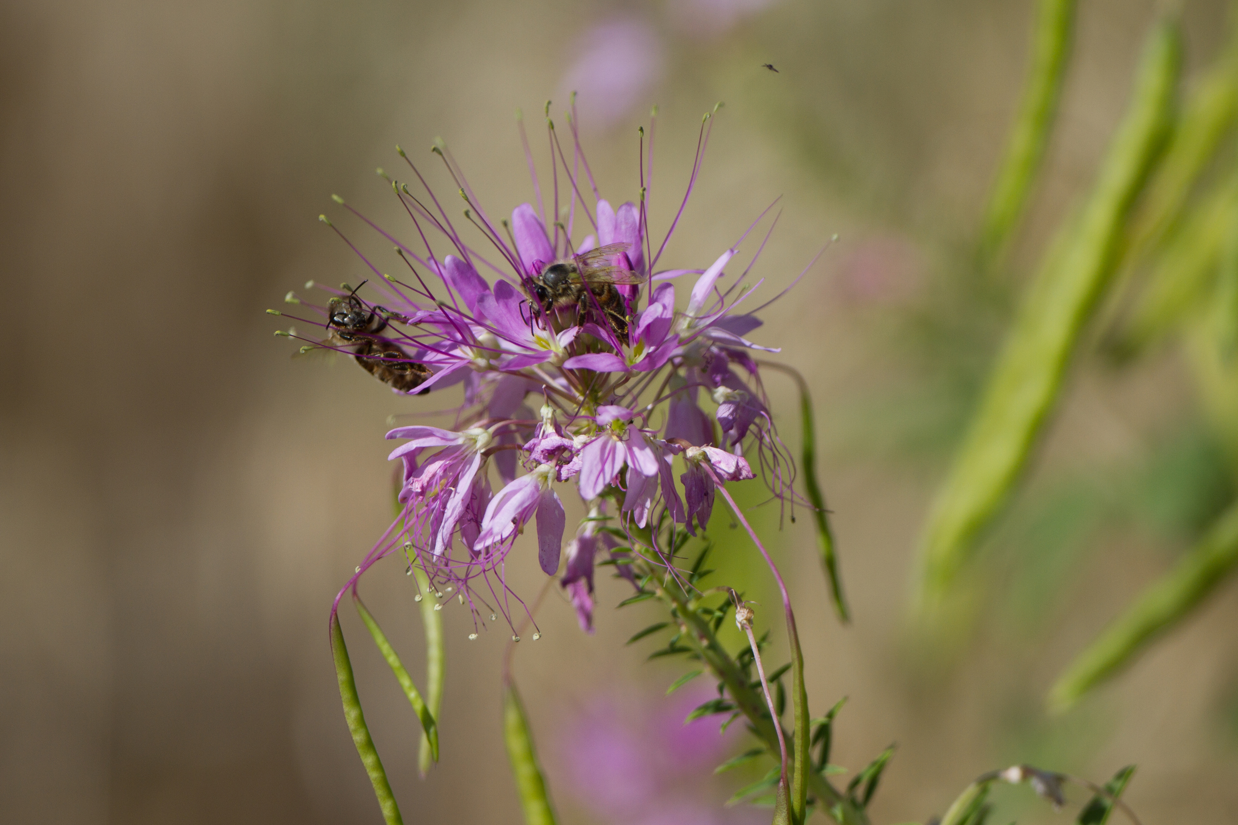 Rocky Mountain beeplant (Cleome serrulata) (3).jpg