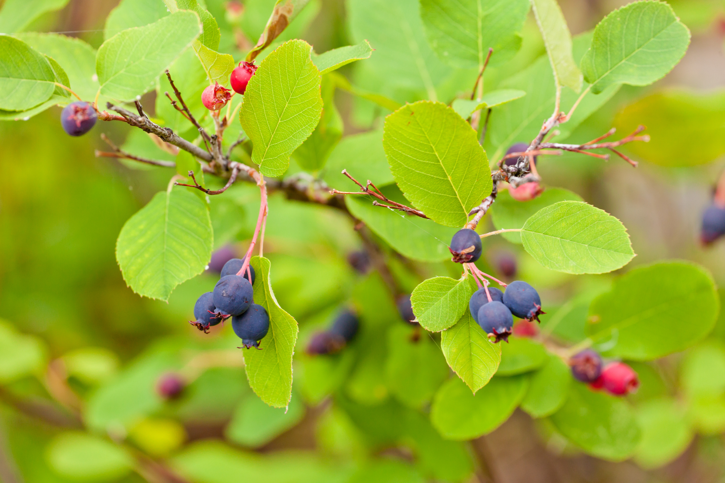 Saskatoon serviceberry (Amelanchier alnifolia).jpg