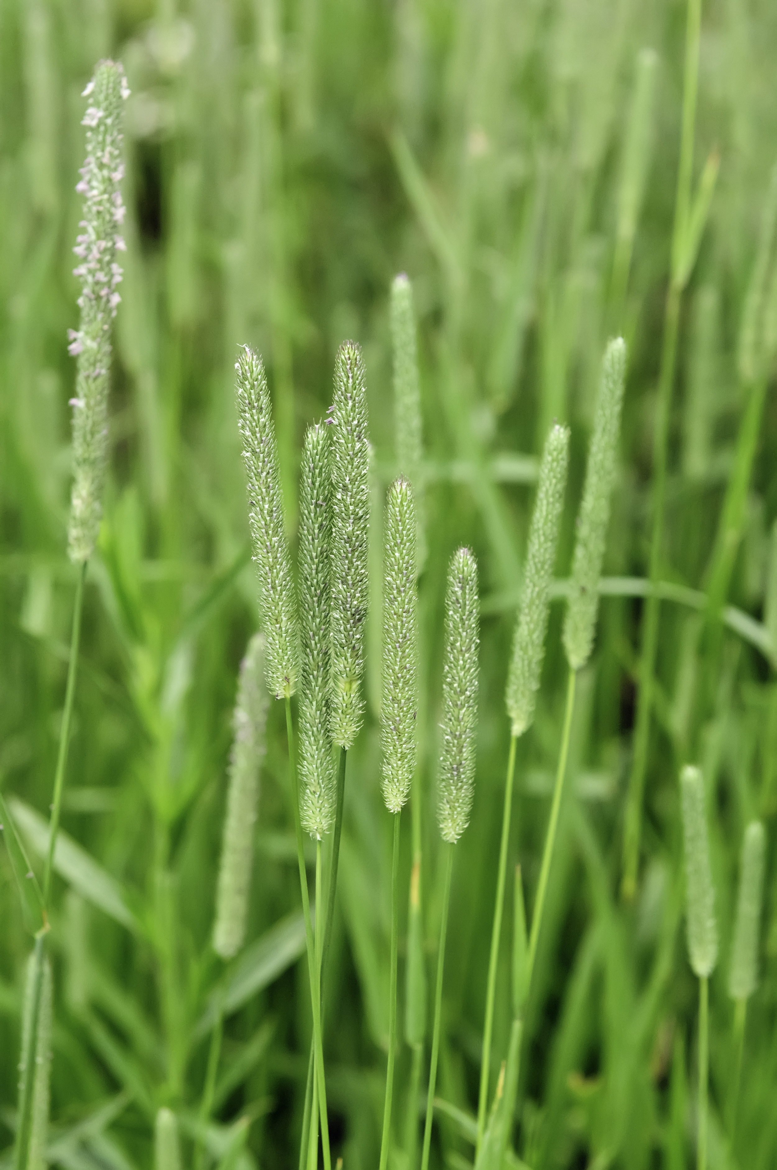 Timothy (Phleum pretense) (2).jpg