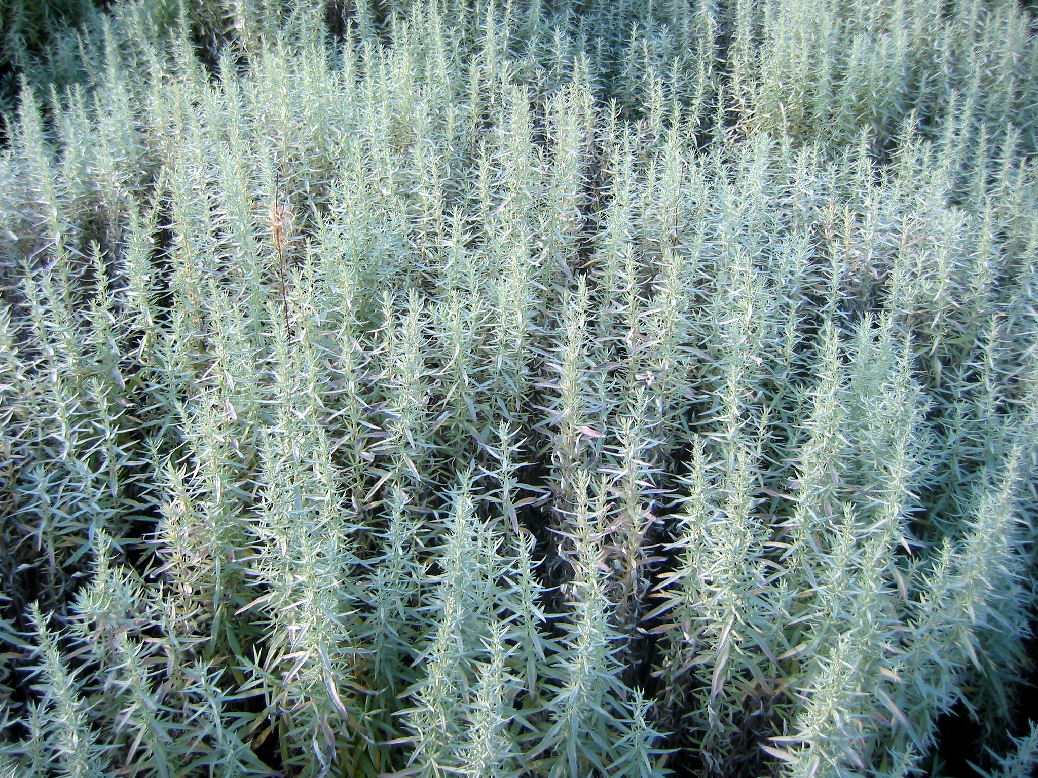 White sagebrush (Artemisia ludoviciana).jpg