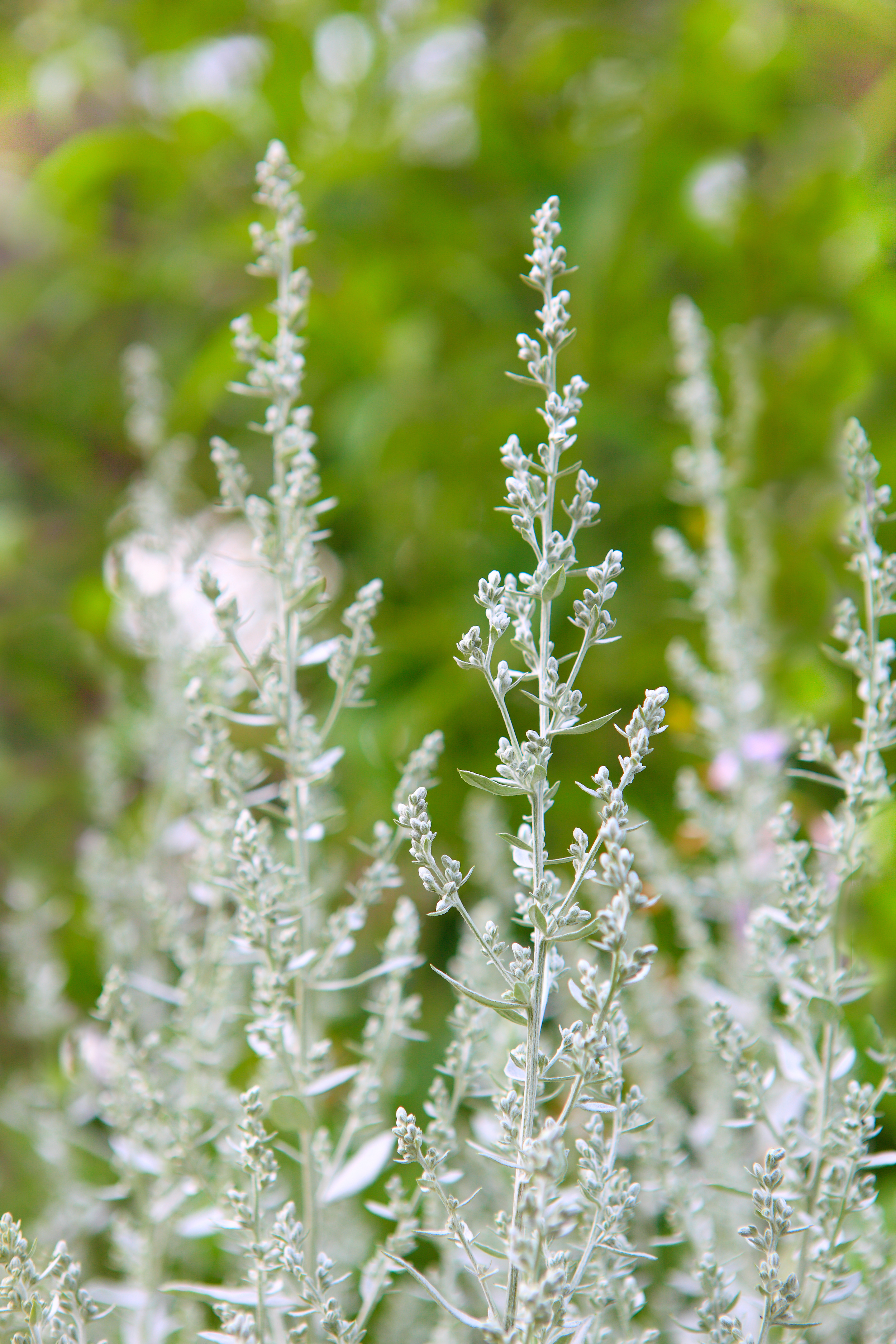 White sagebrush (Artemisia ludoviciana) (2).jpg