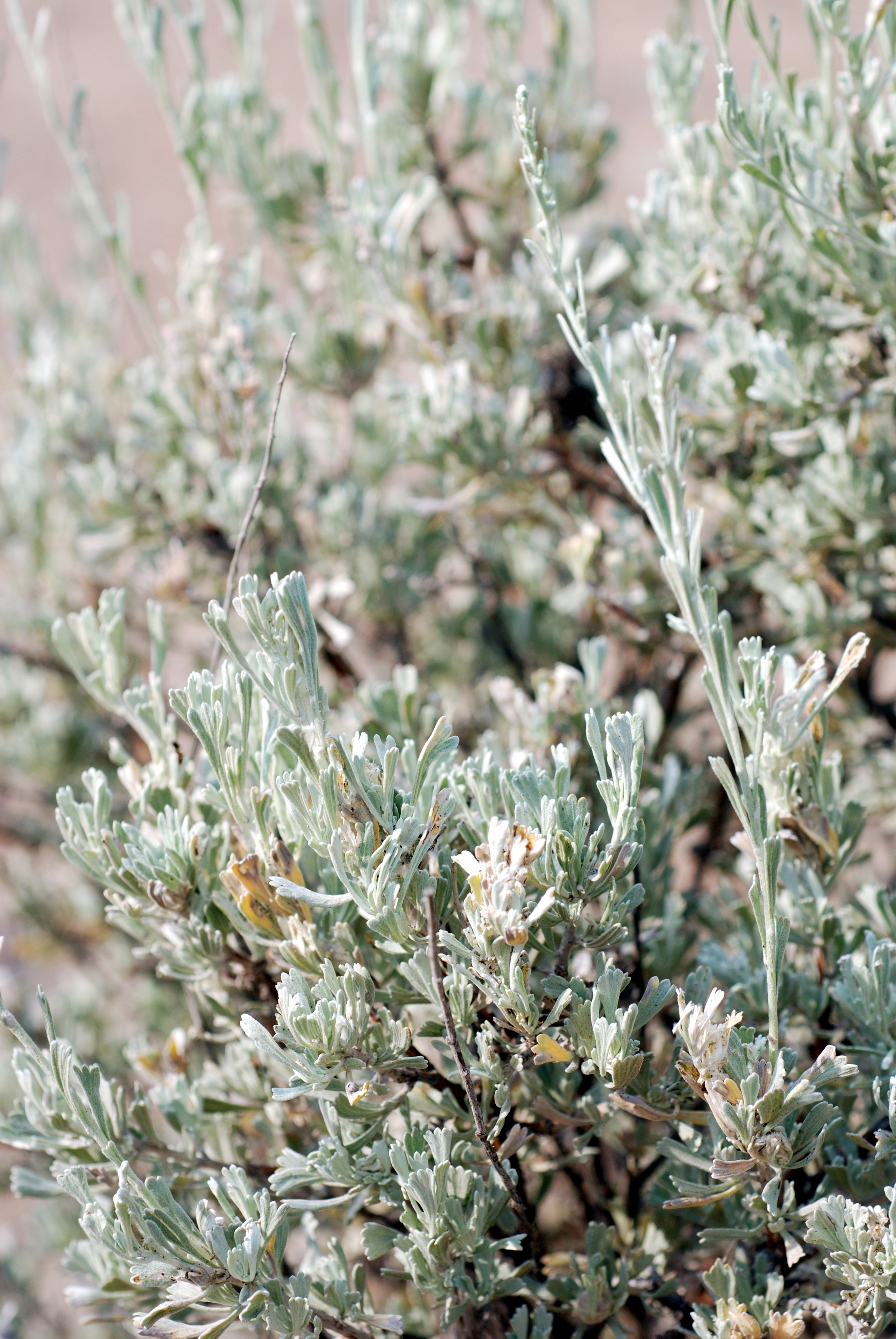 Basin big sagebrush (Artemisia tridentata ssp. tridentata).jpg