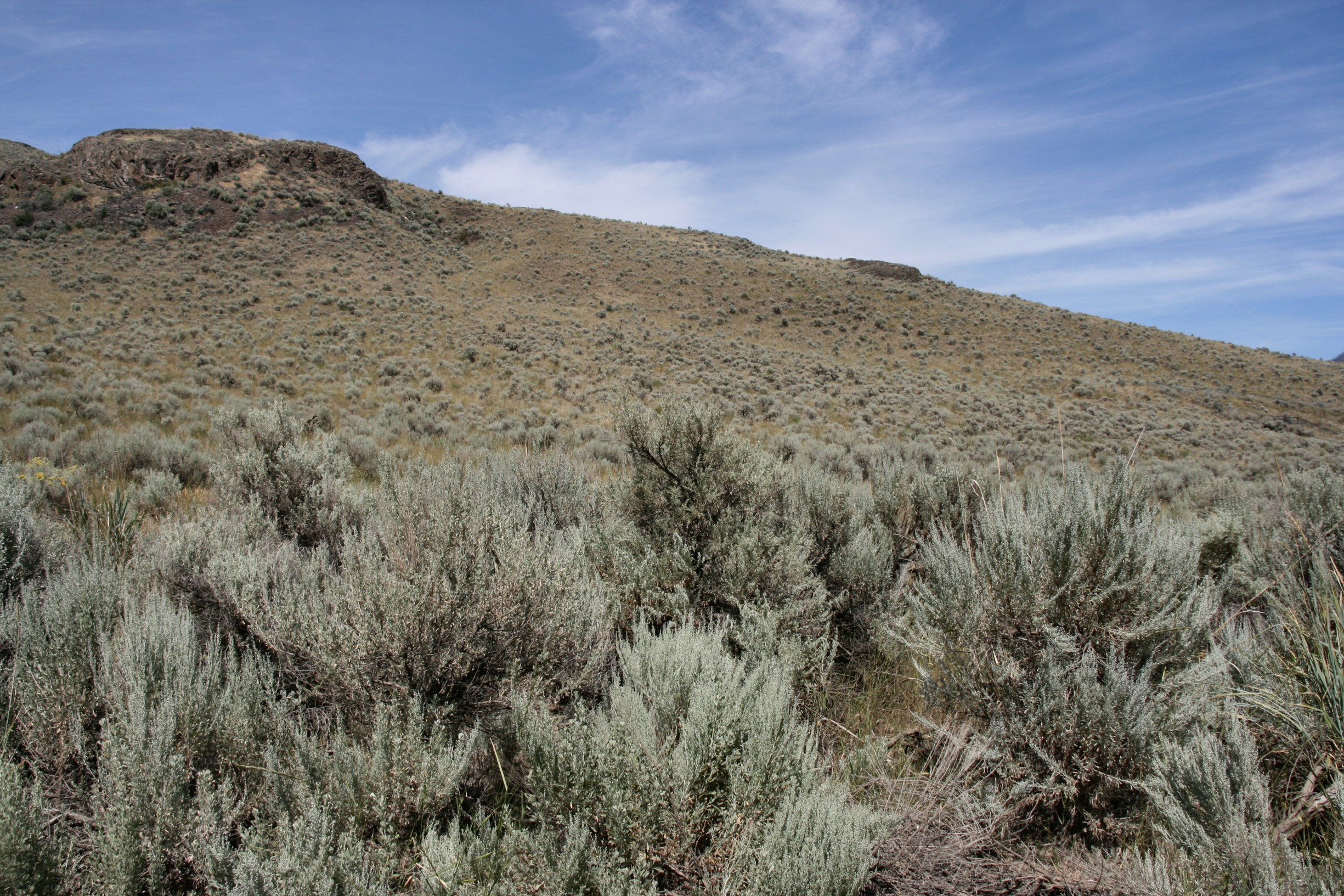 Basin big sagebrush (Artemisia tridentata ssp. tridentata) (2).jpg