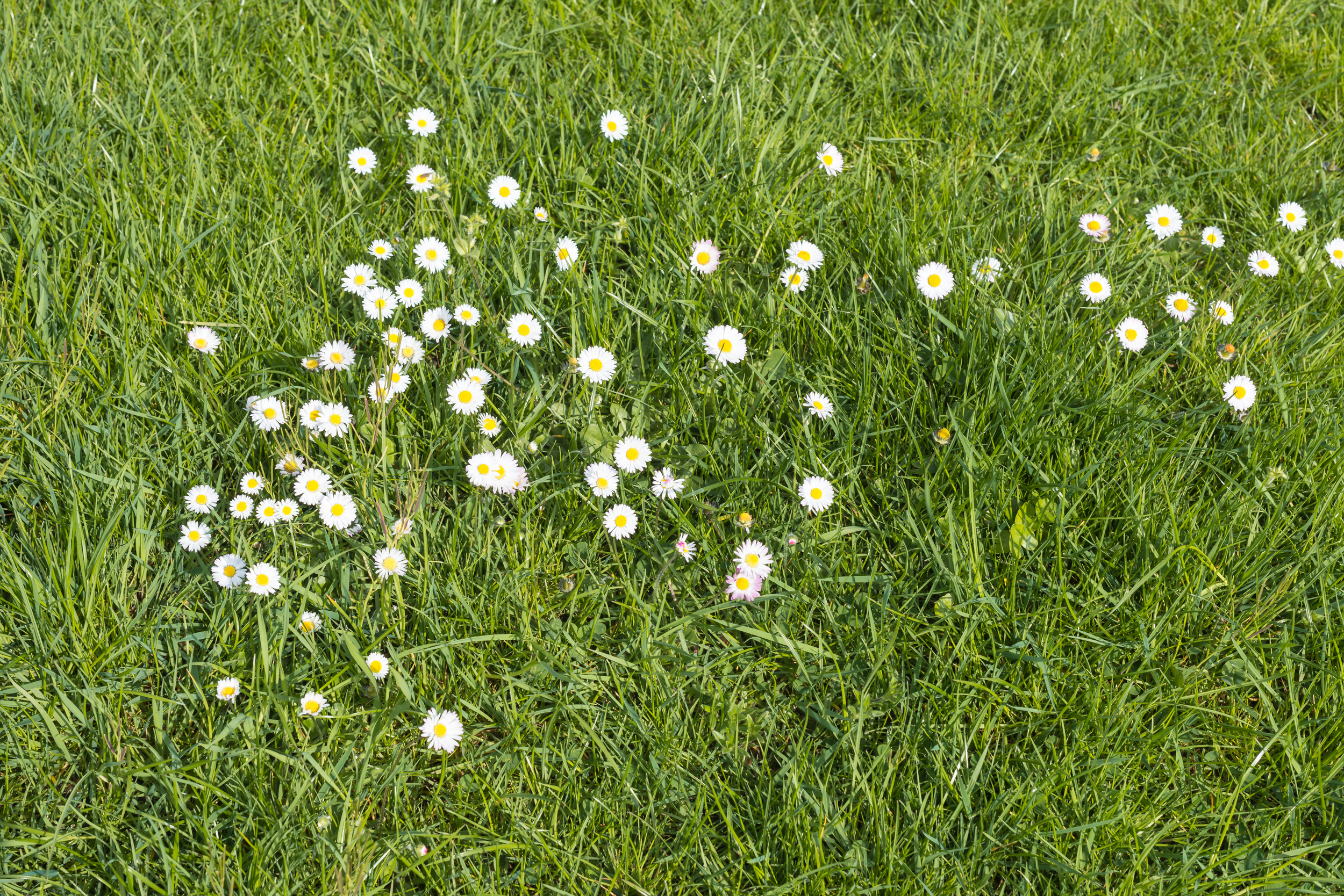 English (or Lawn) daisy (Bellis perennis) (2).jpg