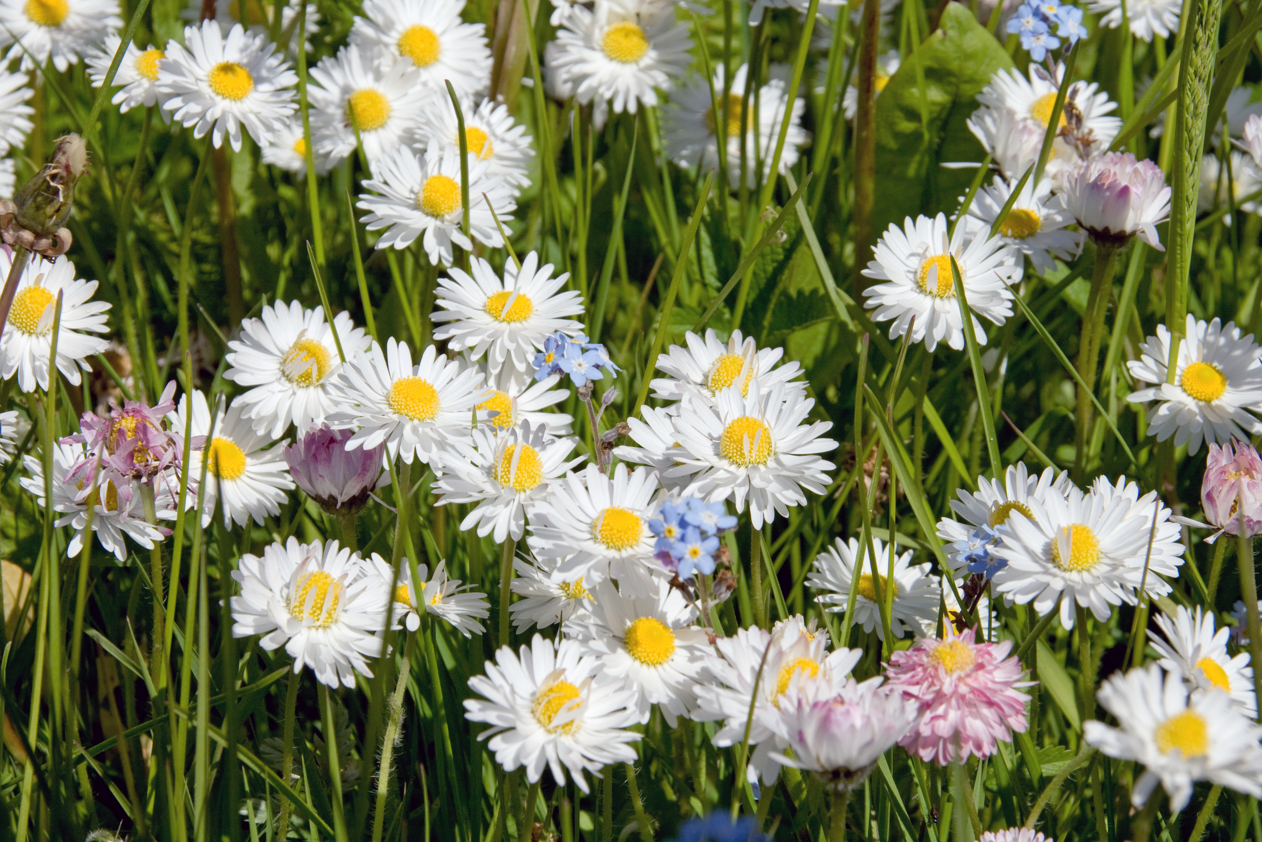 English (or Lawn) daisy (Bellis perennis) (3).jpg