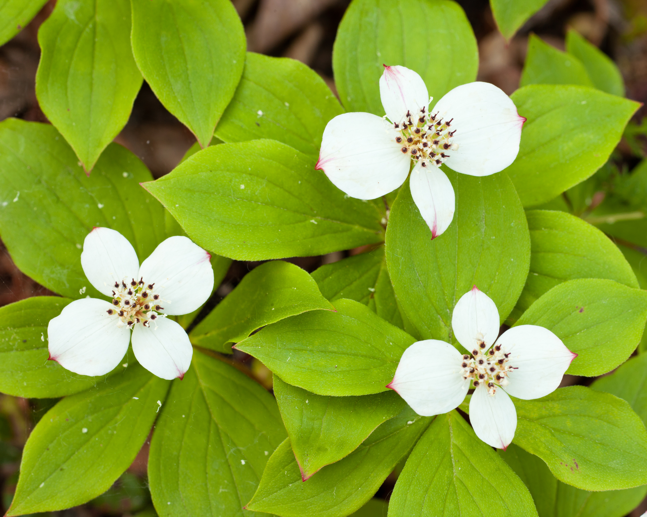 Bunchberry (Cornus canadensis).jpg