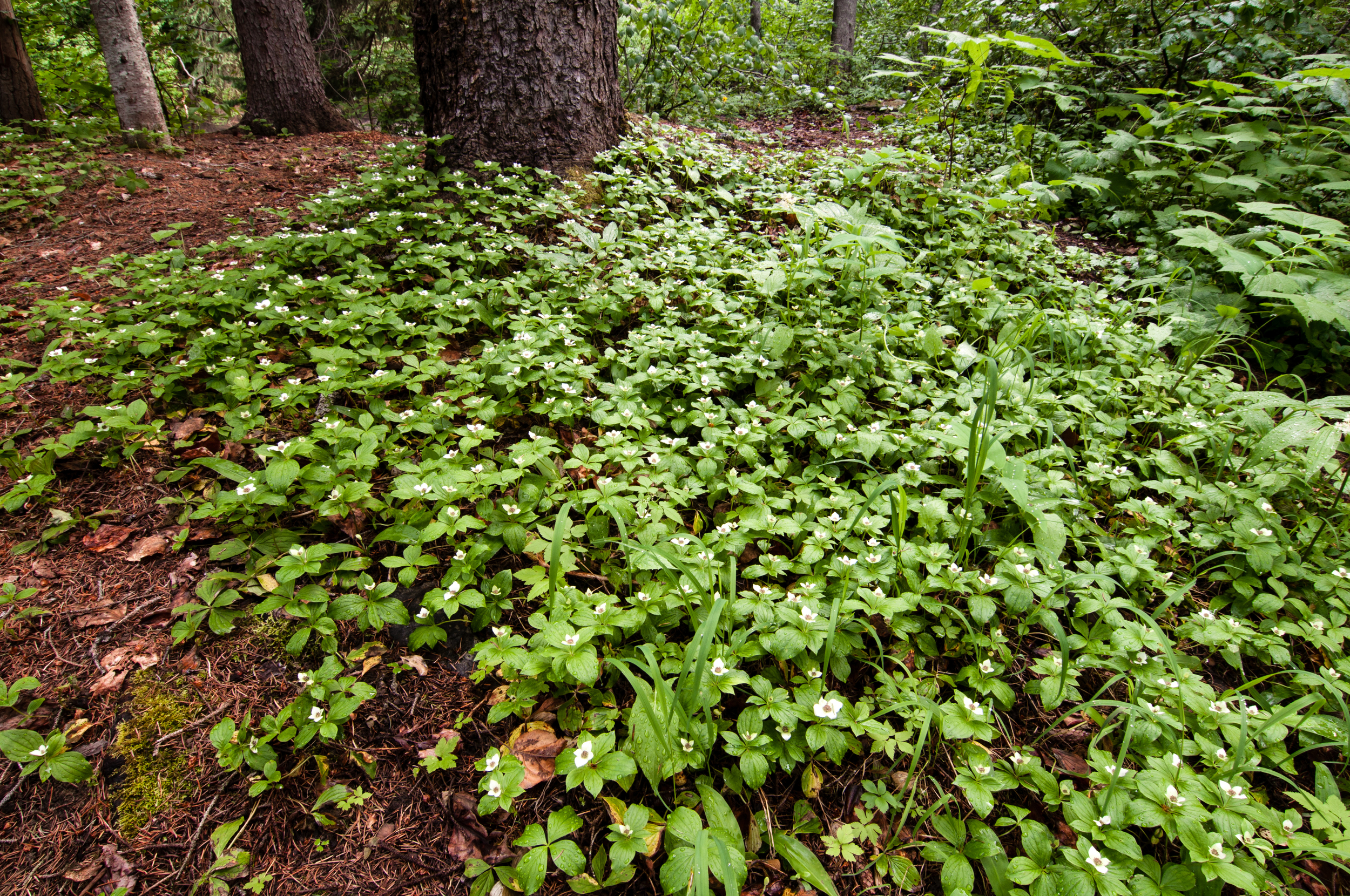 Bunchberry (Cornus canadensis) (2).jpg