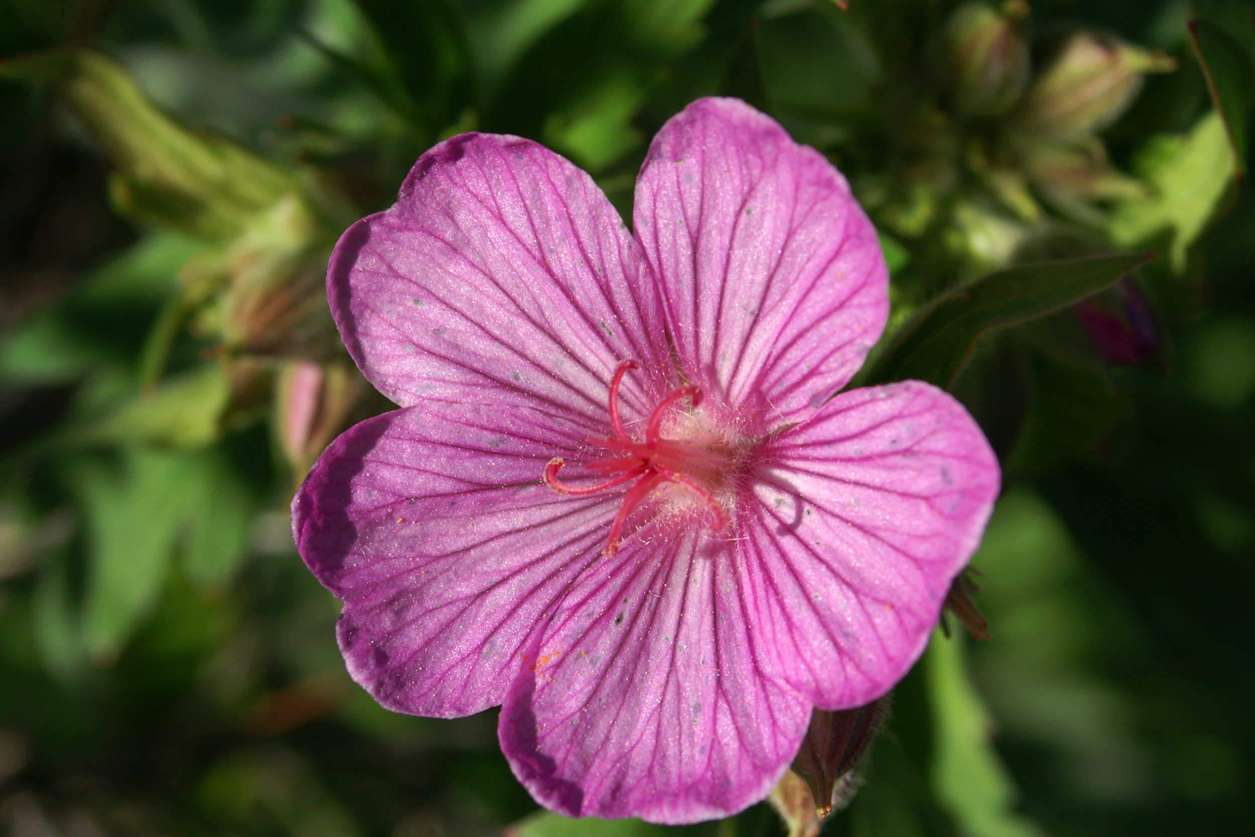 Wild geranium (Geranium viscosissimum).jpg