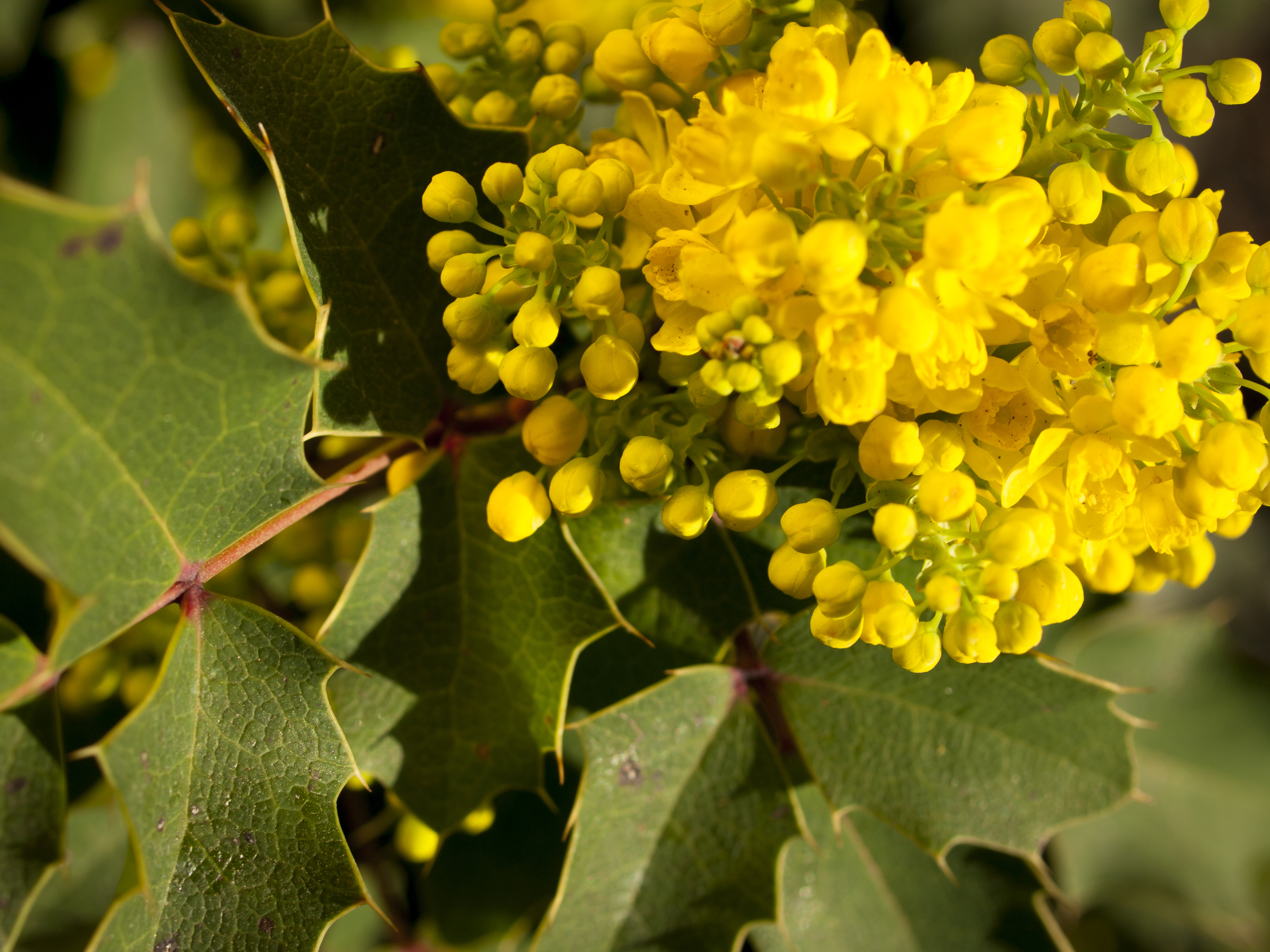 Creeping Oregon grape (Mahonia repens).jpg