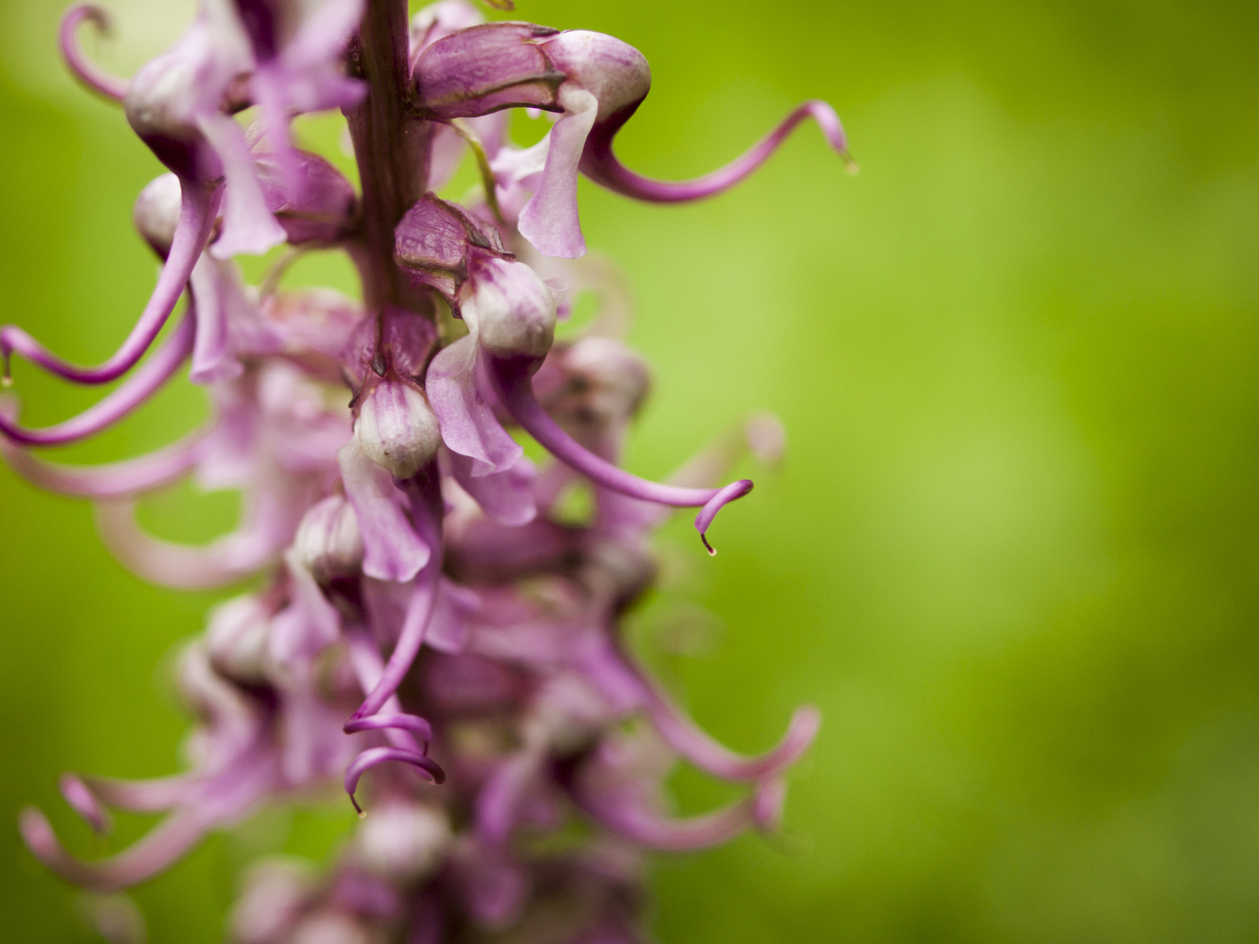 Pedicularis groenlandica (Elephanthead lousewort) (2).jpg